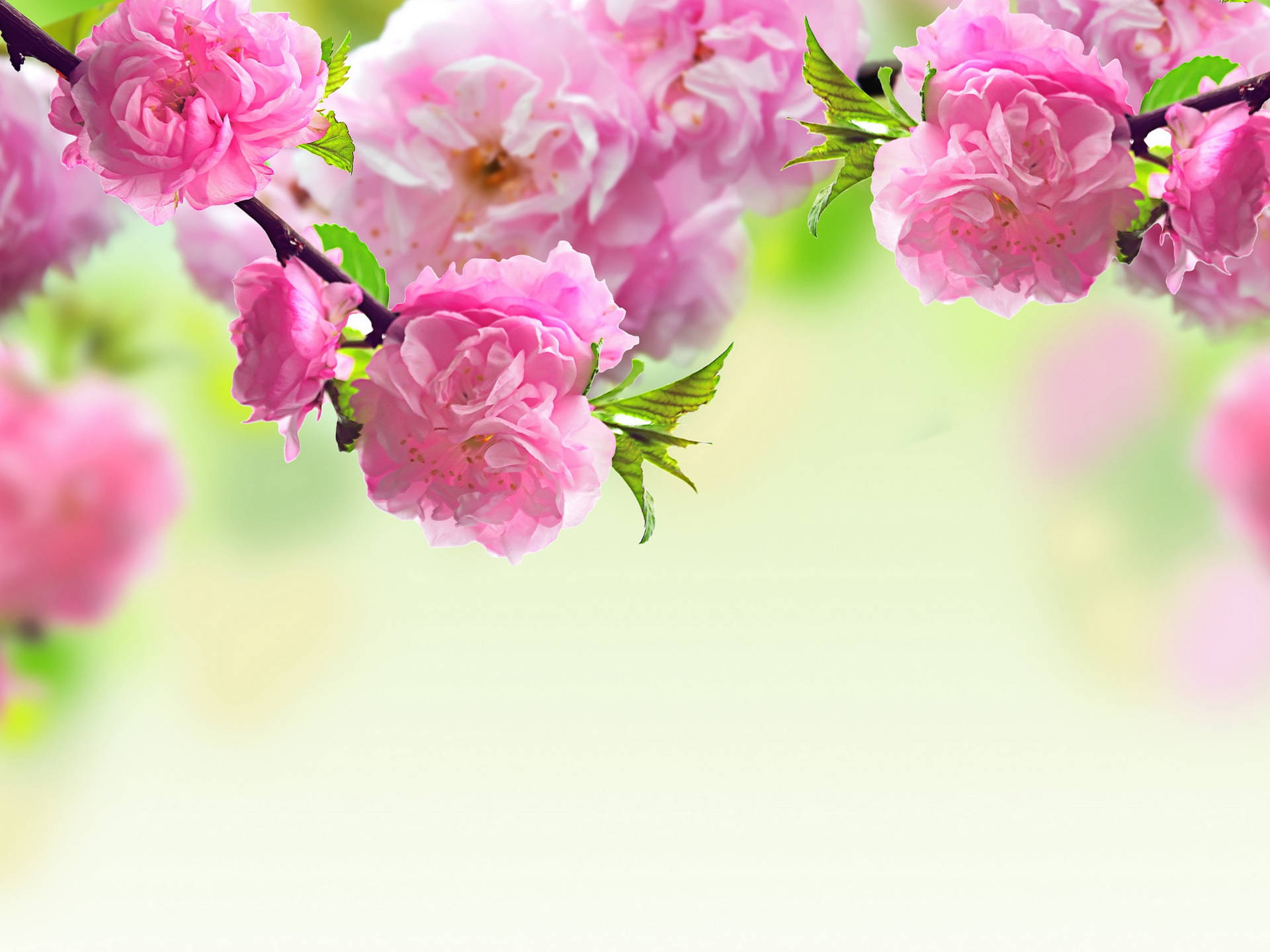 2560X1920 Cherry Blossom Wallpaper and Background