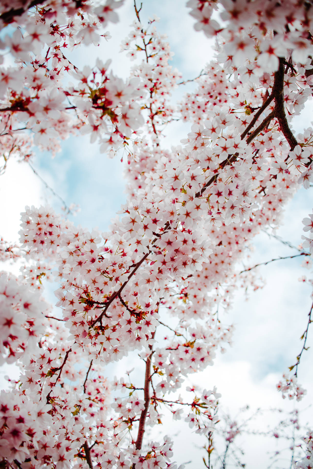2667X4000 Cherry Blossom Wallpaper and Background