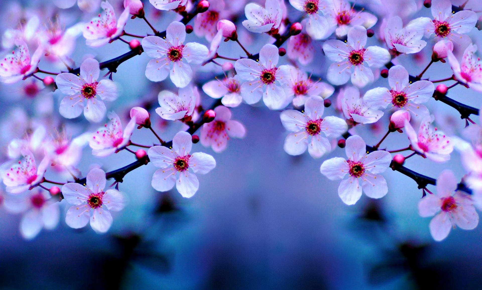 3000X1805 Cherry Blossom Wallpaper and Background