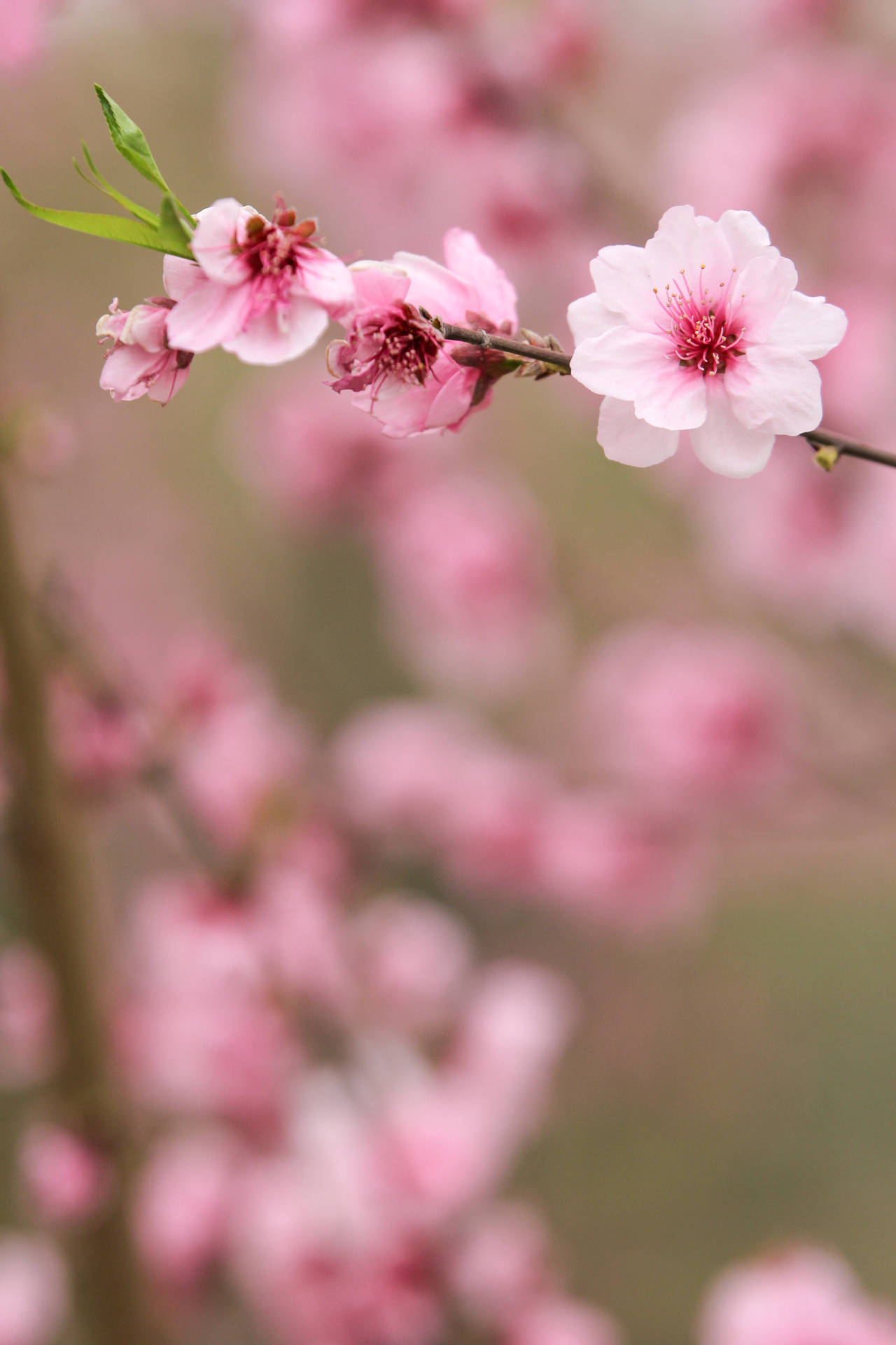 3317X4975 Cherry Blossom Wallpaper and Background