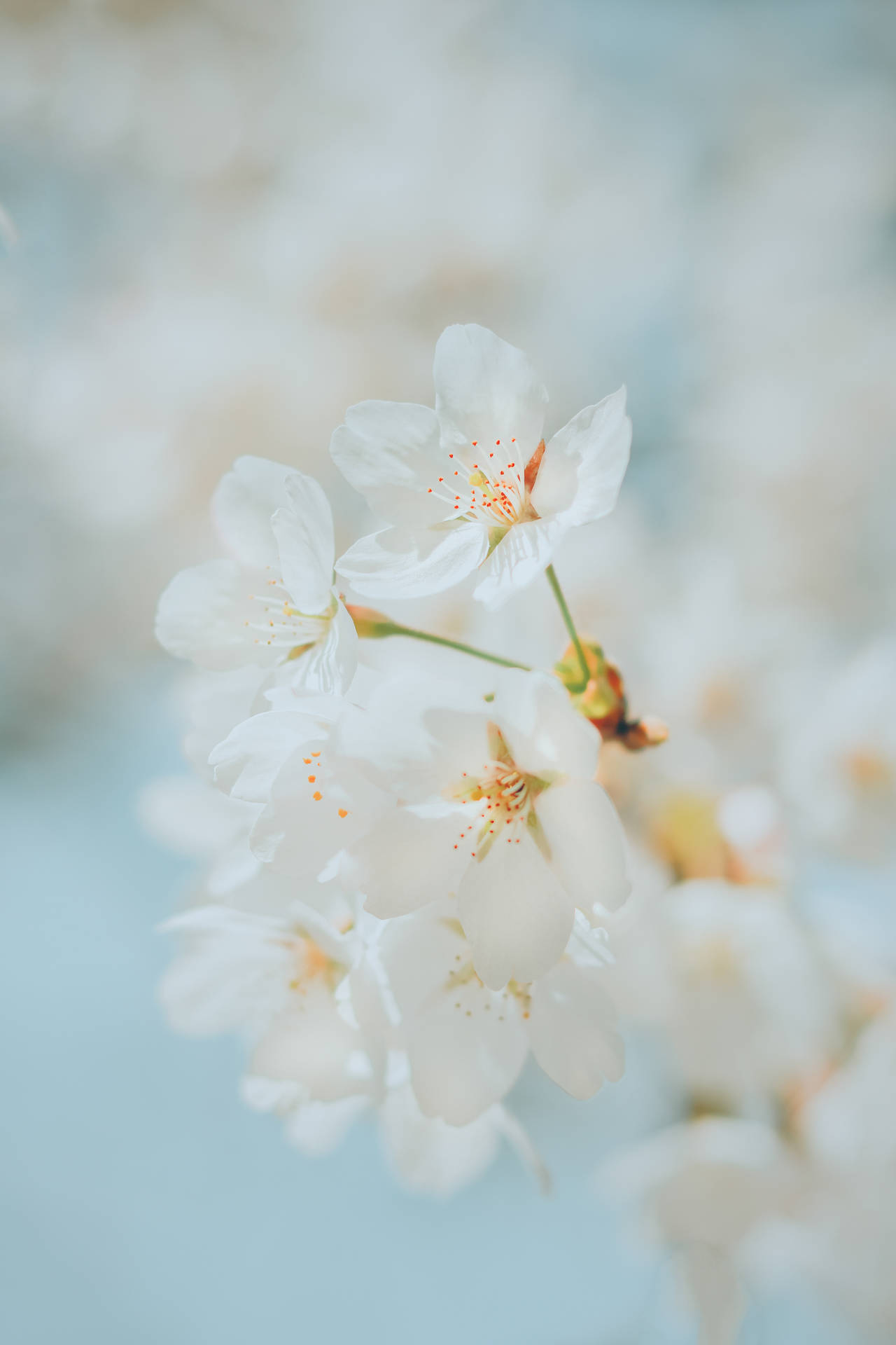 3377X5066 Cherry Blossom Wallpaper and Background