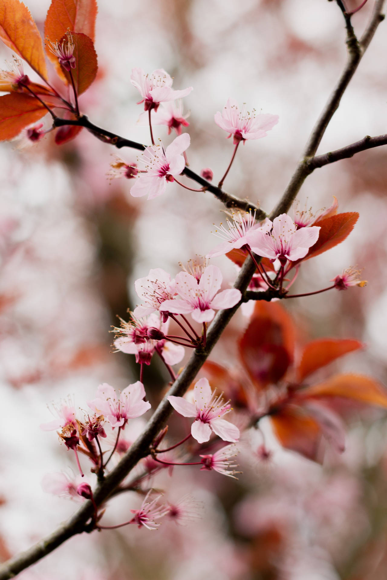3456X5184 Cherry Blossom Wallpaper and Background