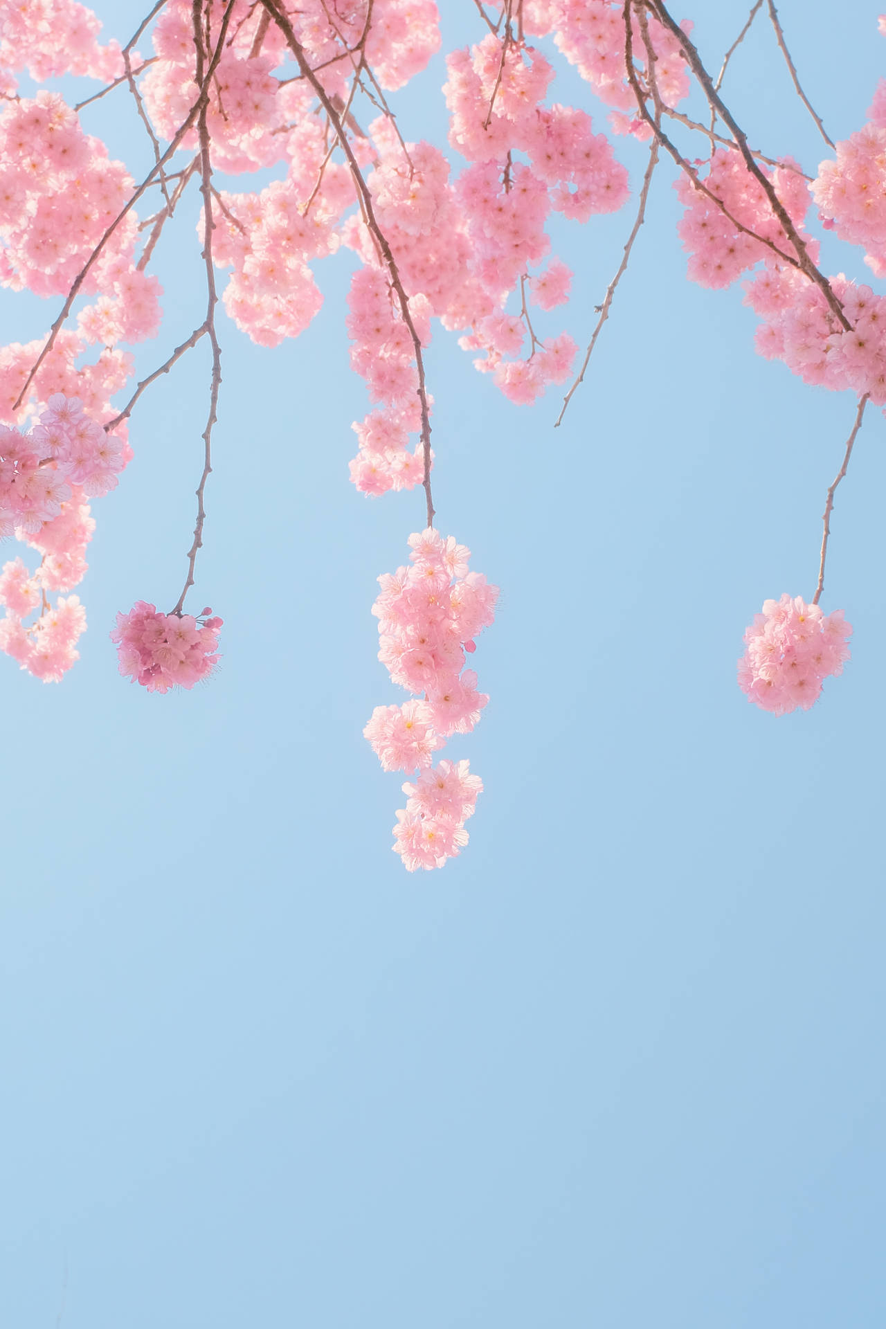 3541X5311 Cherry Blossom Wallpaper and Background