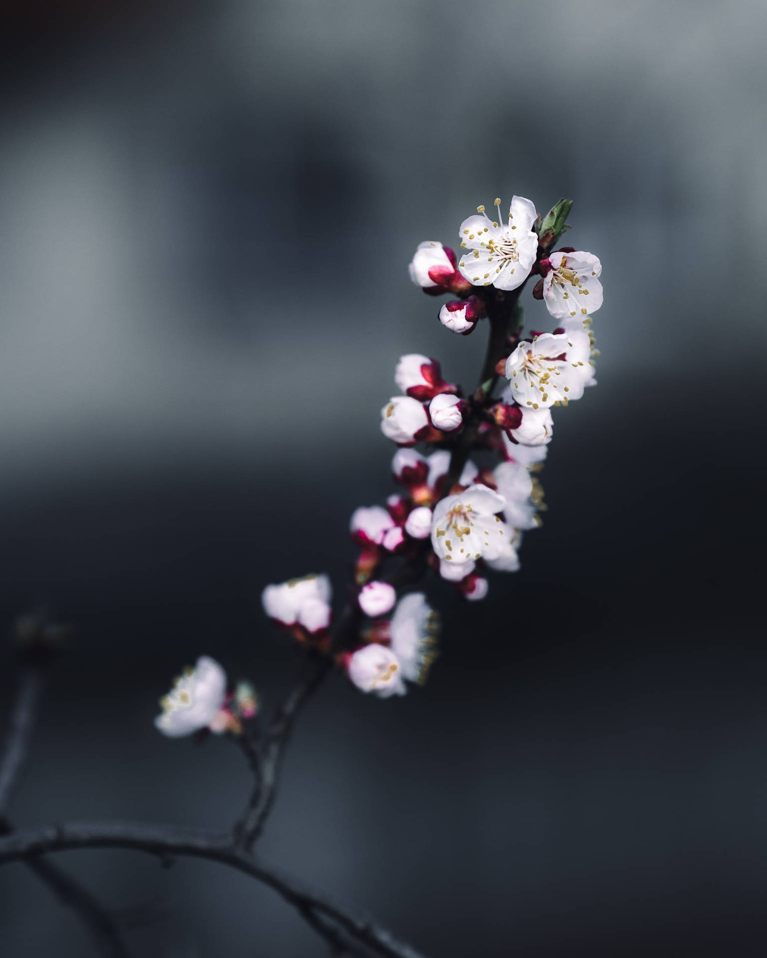 3569X4461 Cherry Blossom Wallpaper and Background