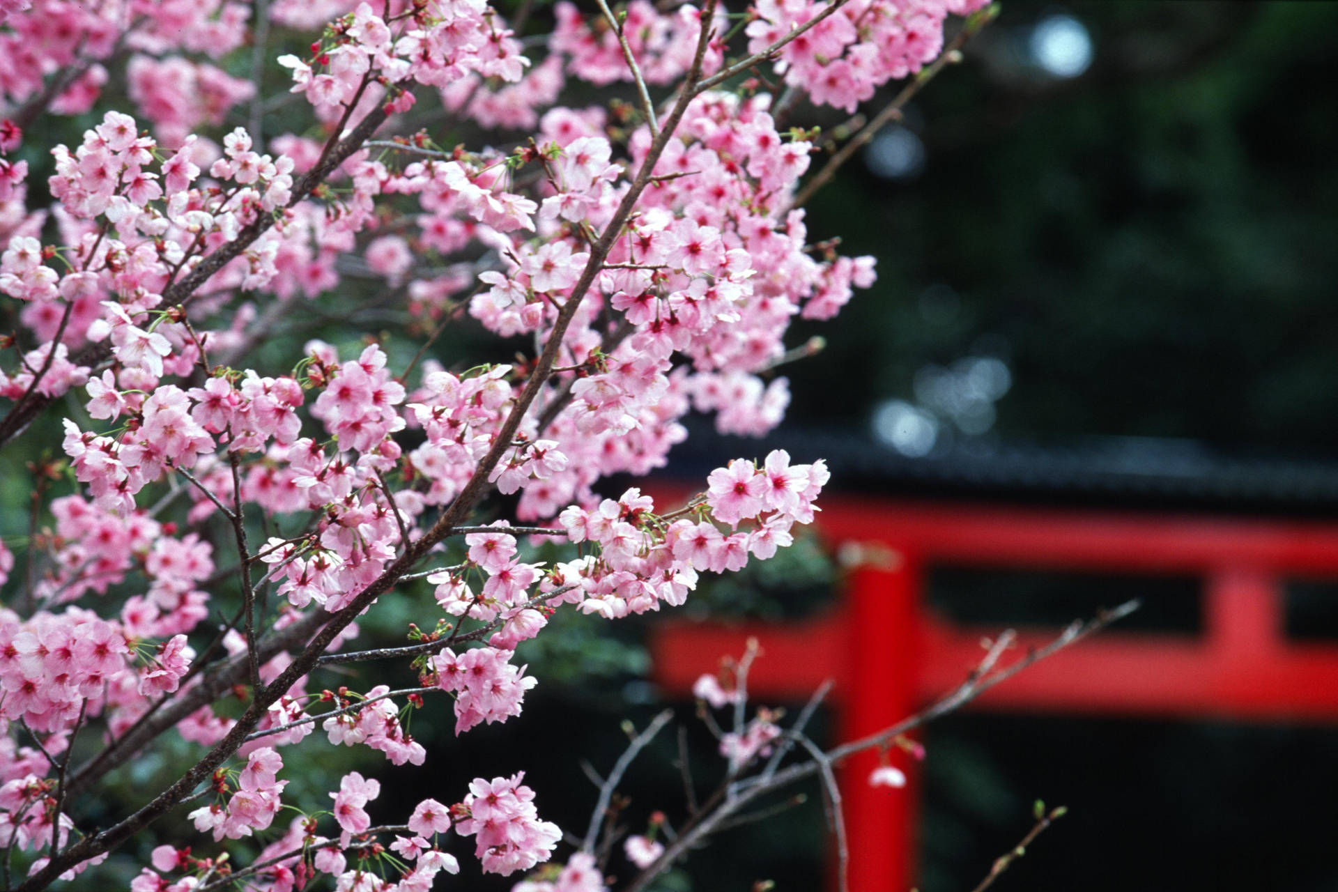 3768X2512 Cherry Blossom Wallpaper and Background