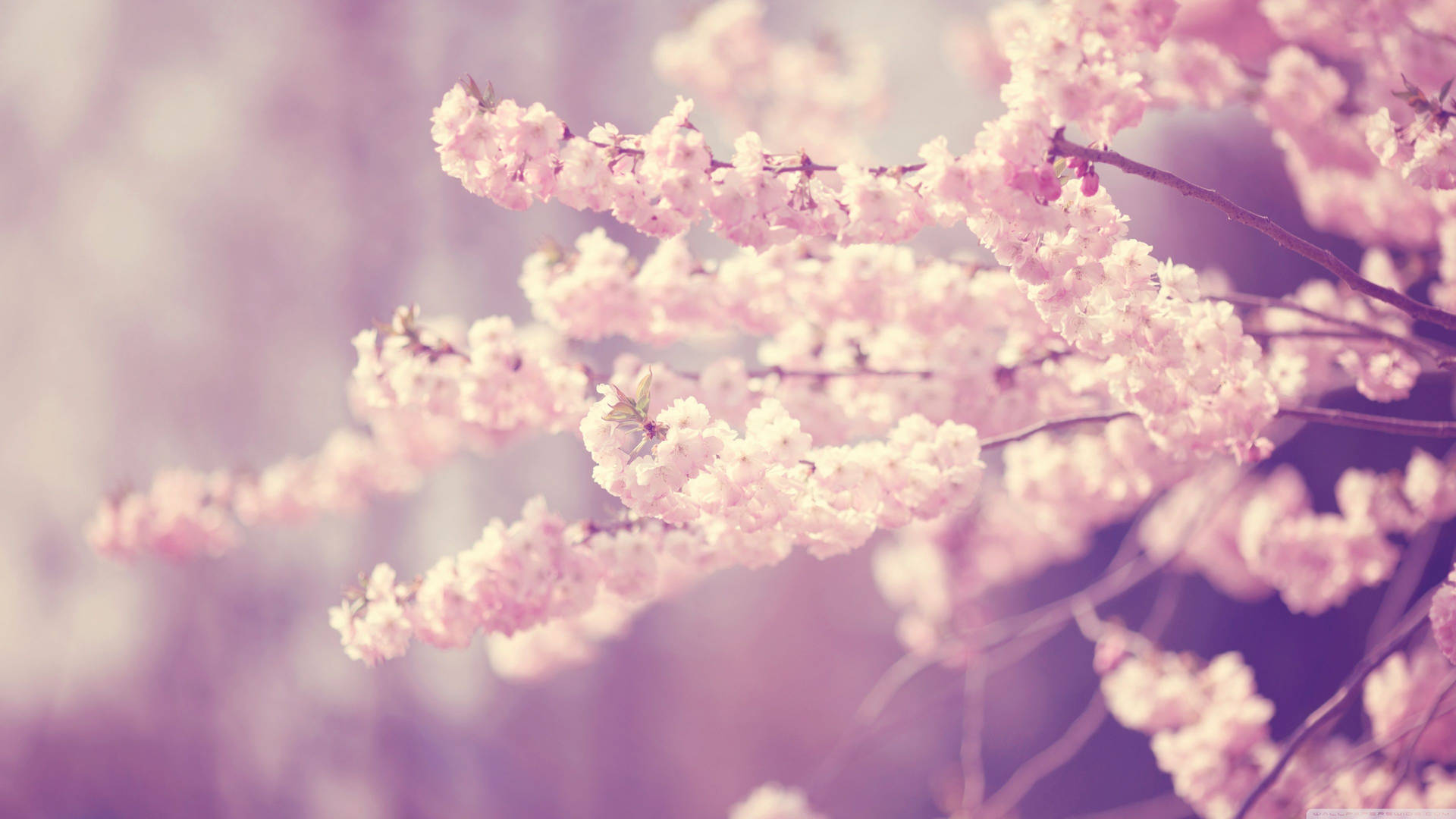 3840X2160 Cherry Blossom Wallpaper and Background