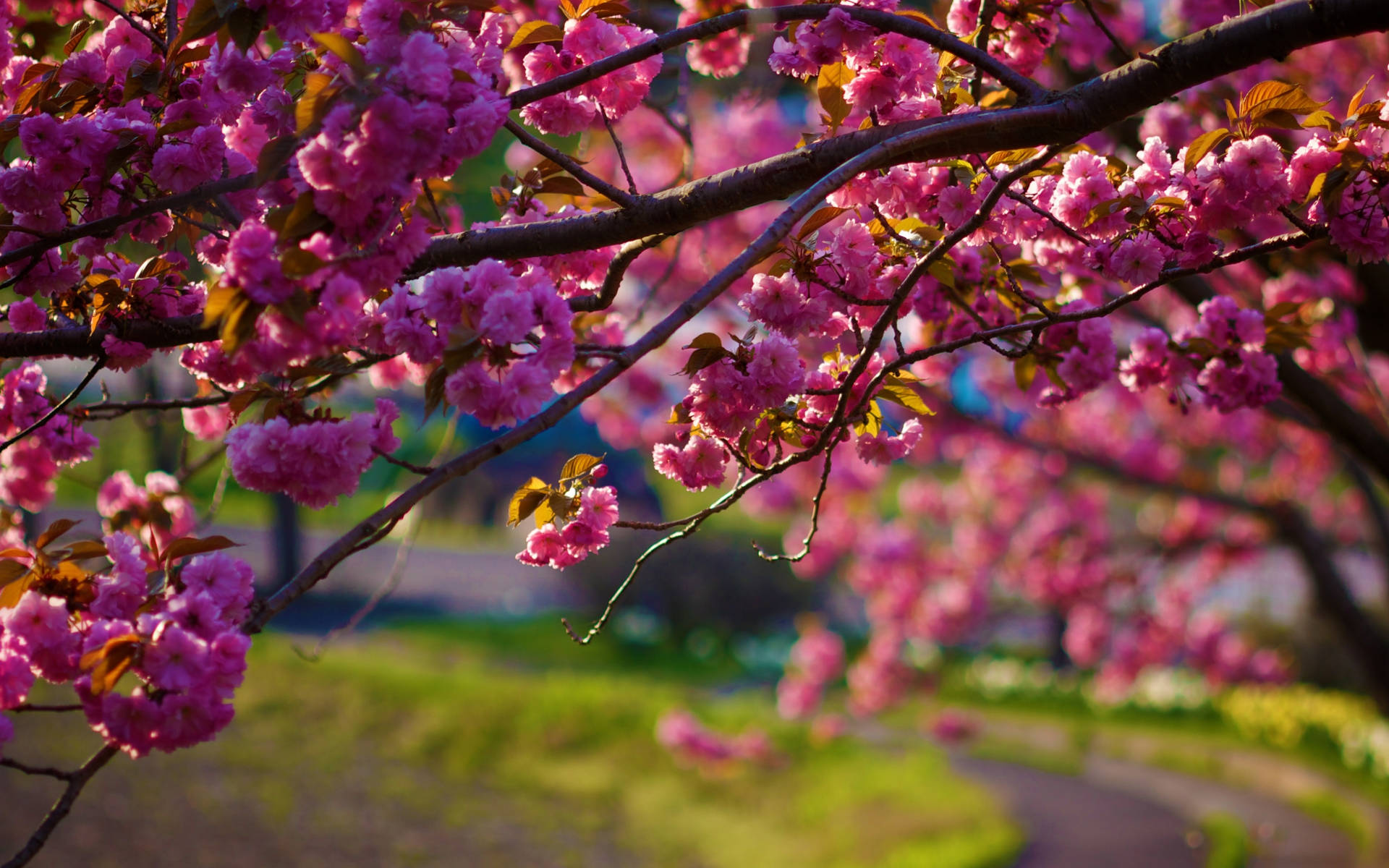 3840X2400 Cherry Blossom Wallpaper and Background