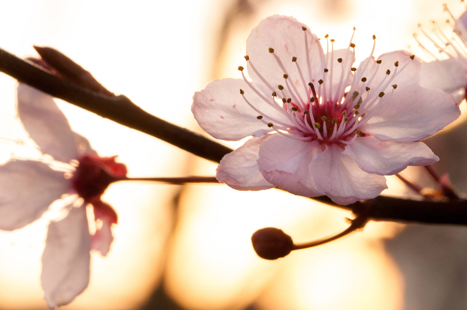 3854X2560 Cherry Blossom Wallpaper and Background