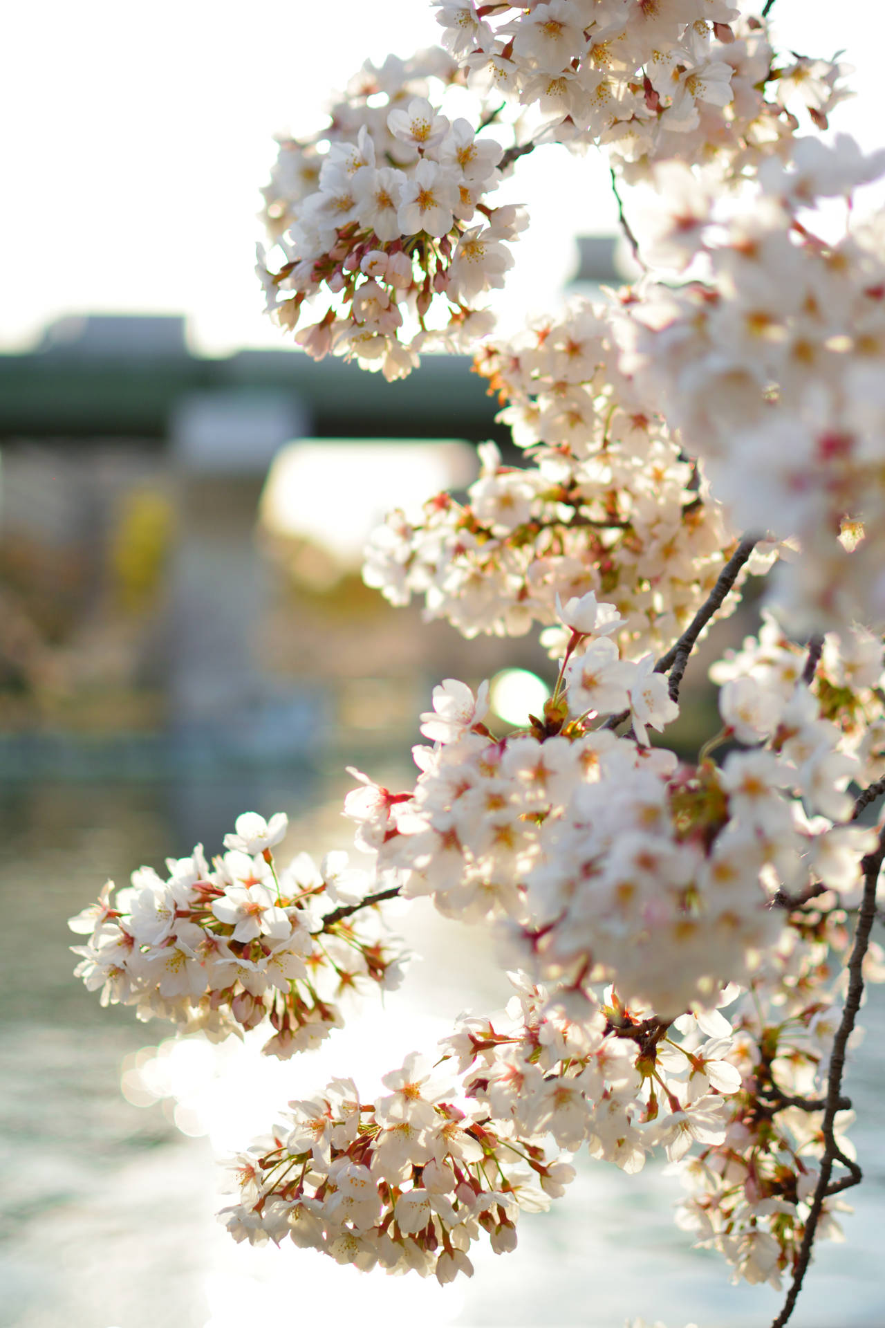 3889X5833 Cherry Blossom Wallpaper and Background