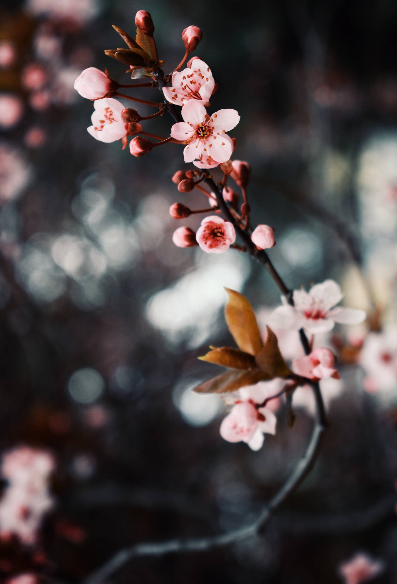 3921X5765 Cherry Blossom Wallpaper and Background