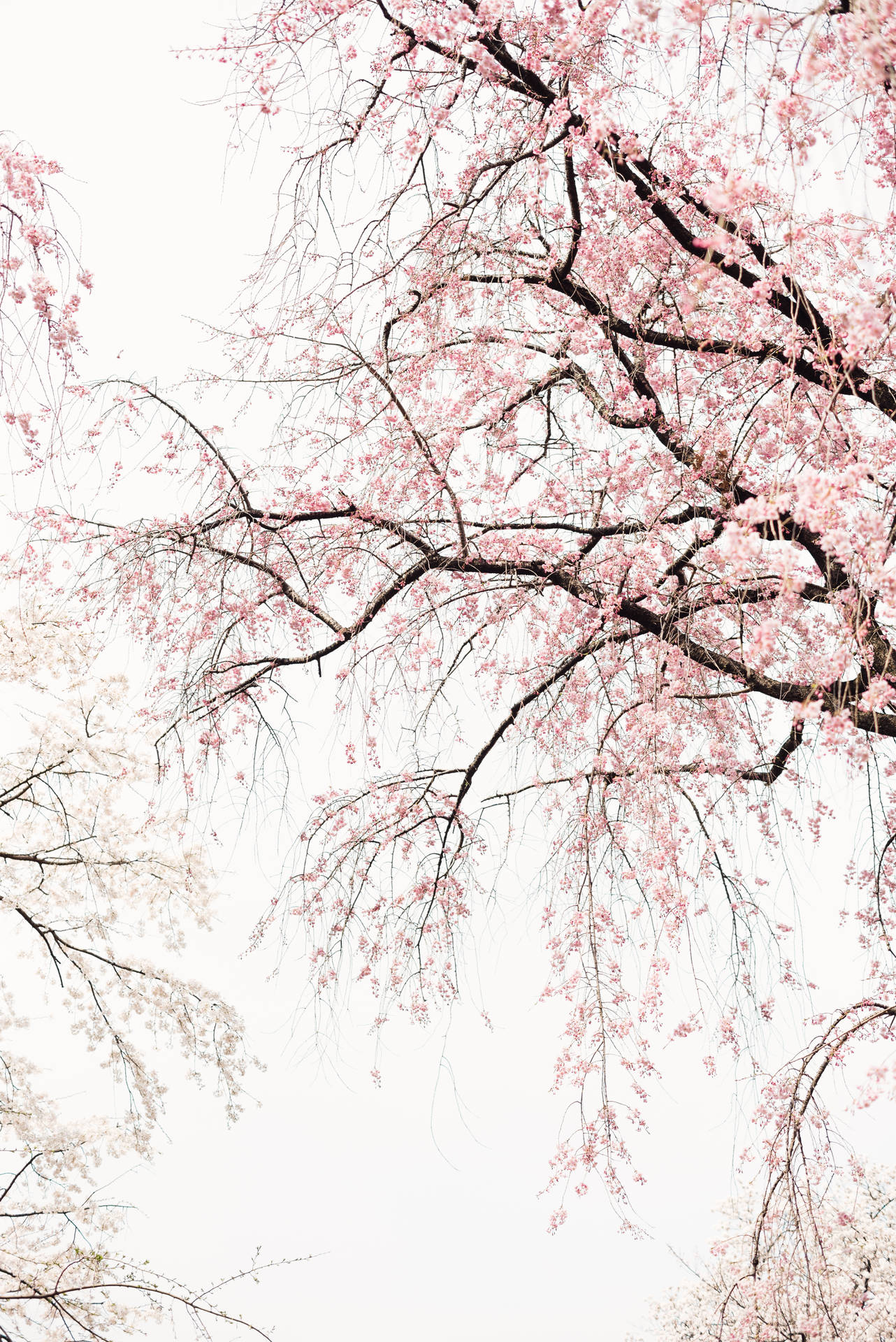 3944X5908 Cherry Blossom Wallpaper and Background