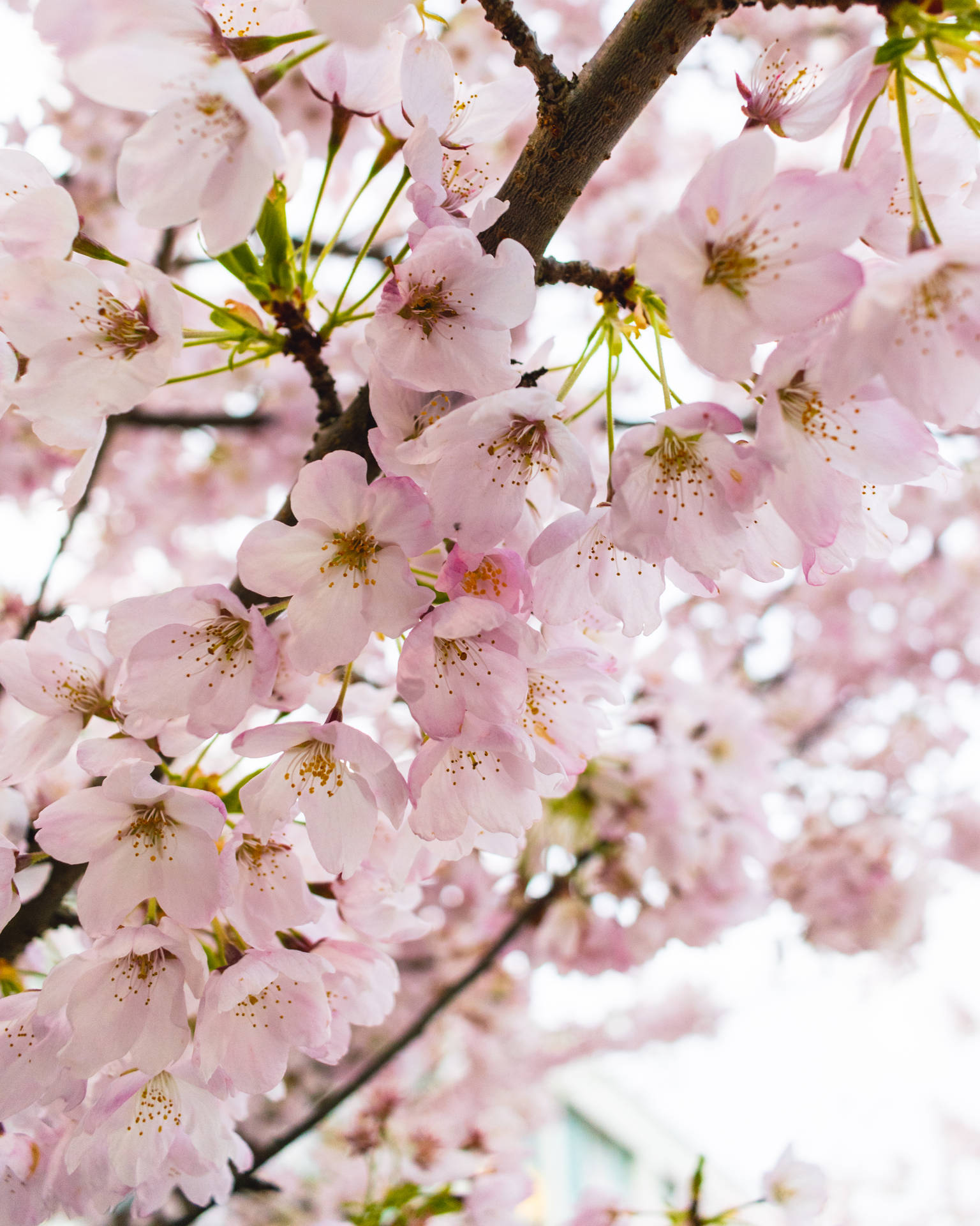 4000X5000 Cherry Blossom Wallpaper and Background