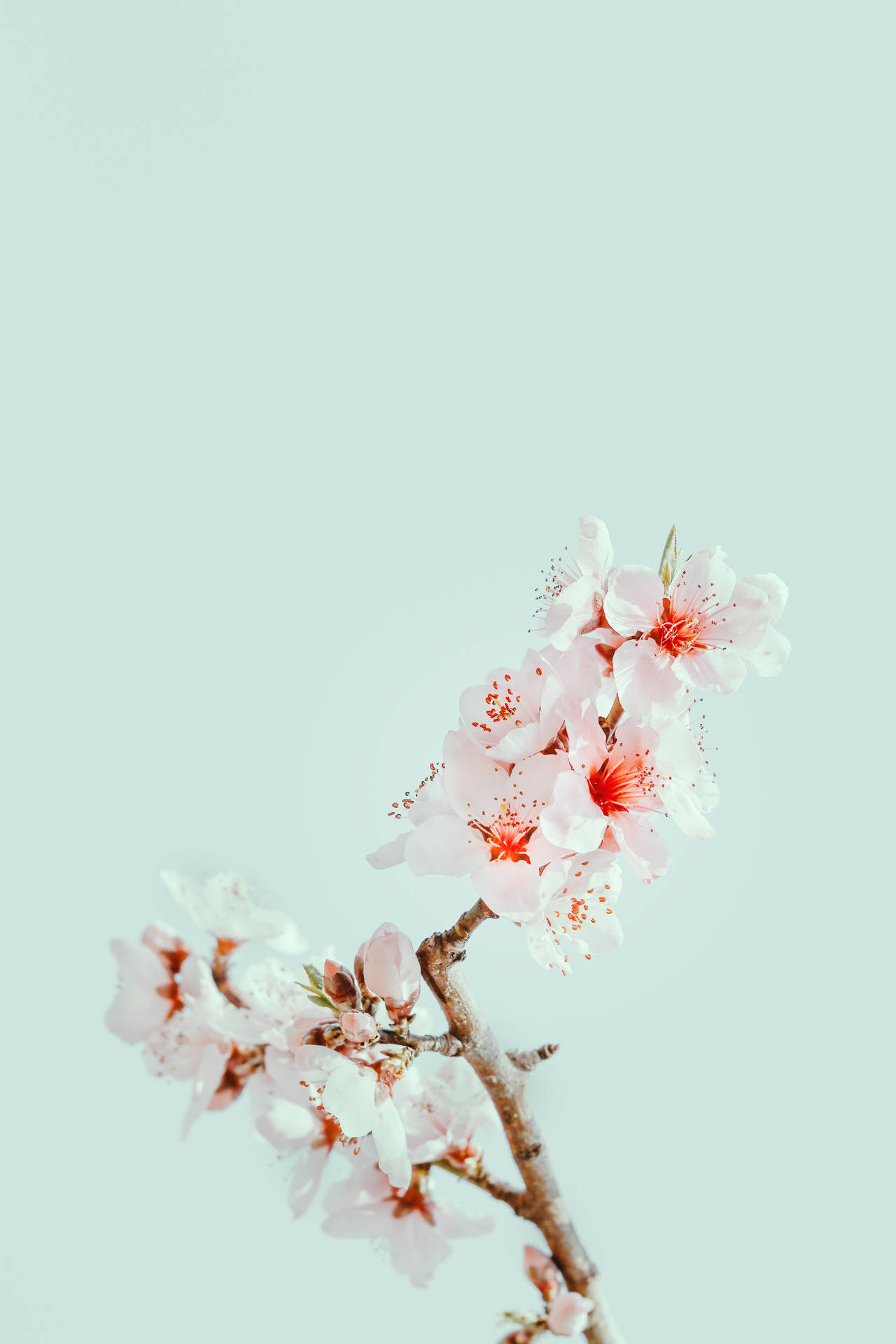 4000X6000 Cherry Blossom Wallpaper and Background