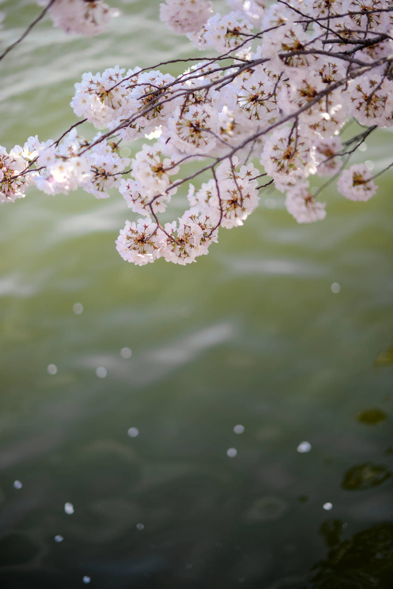 4016X6016 Cherry Blossom Wallpaper and Background
