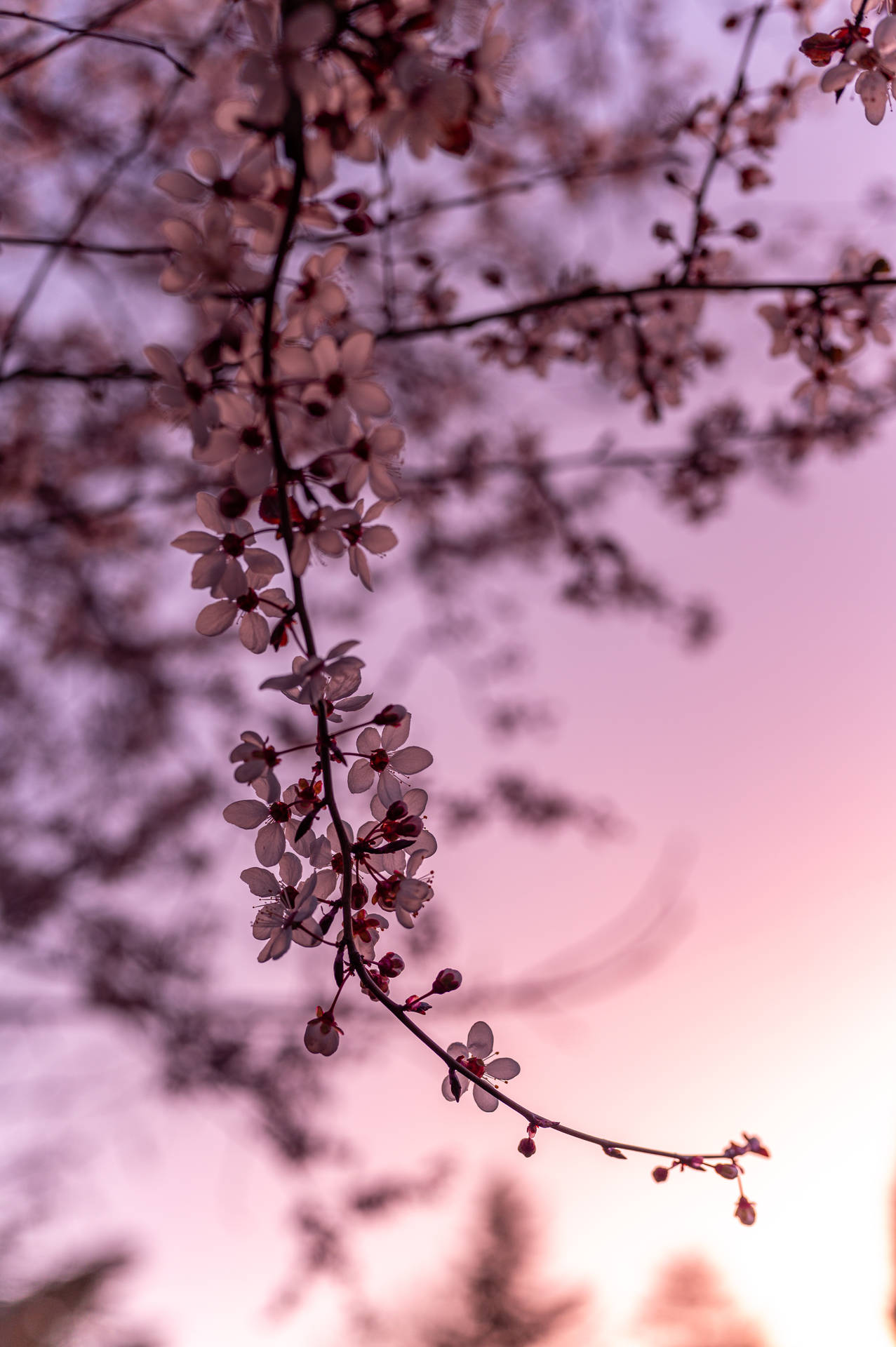 4024X6048 Cherry Blossom Wallpaper and Background