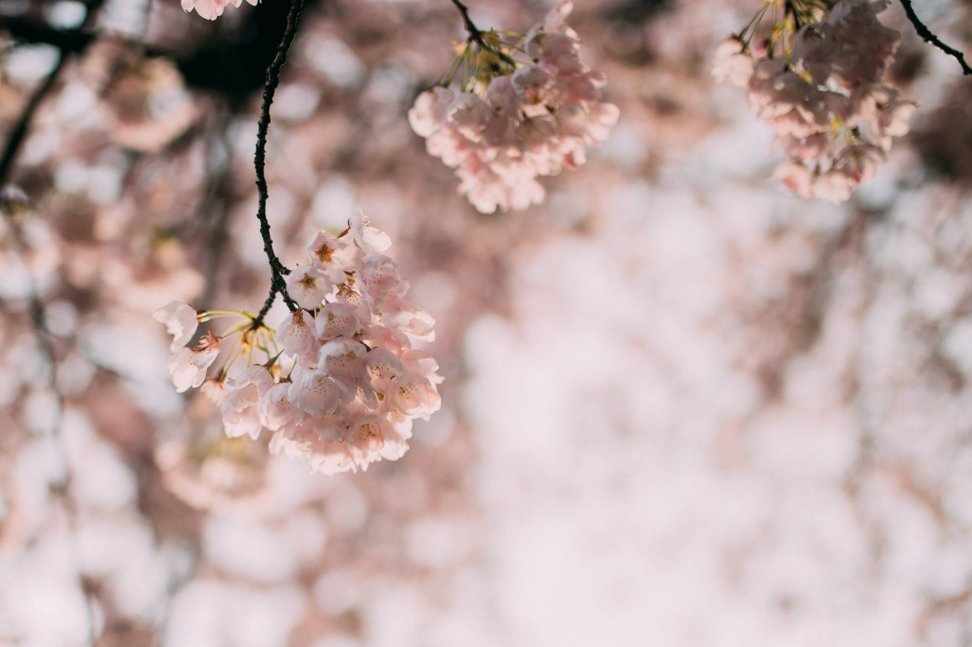 4096X2725 Cherry Blossom Wallpaper and Background