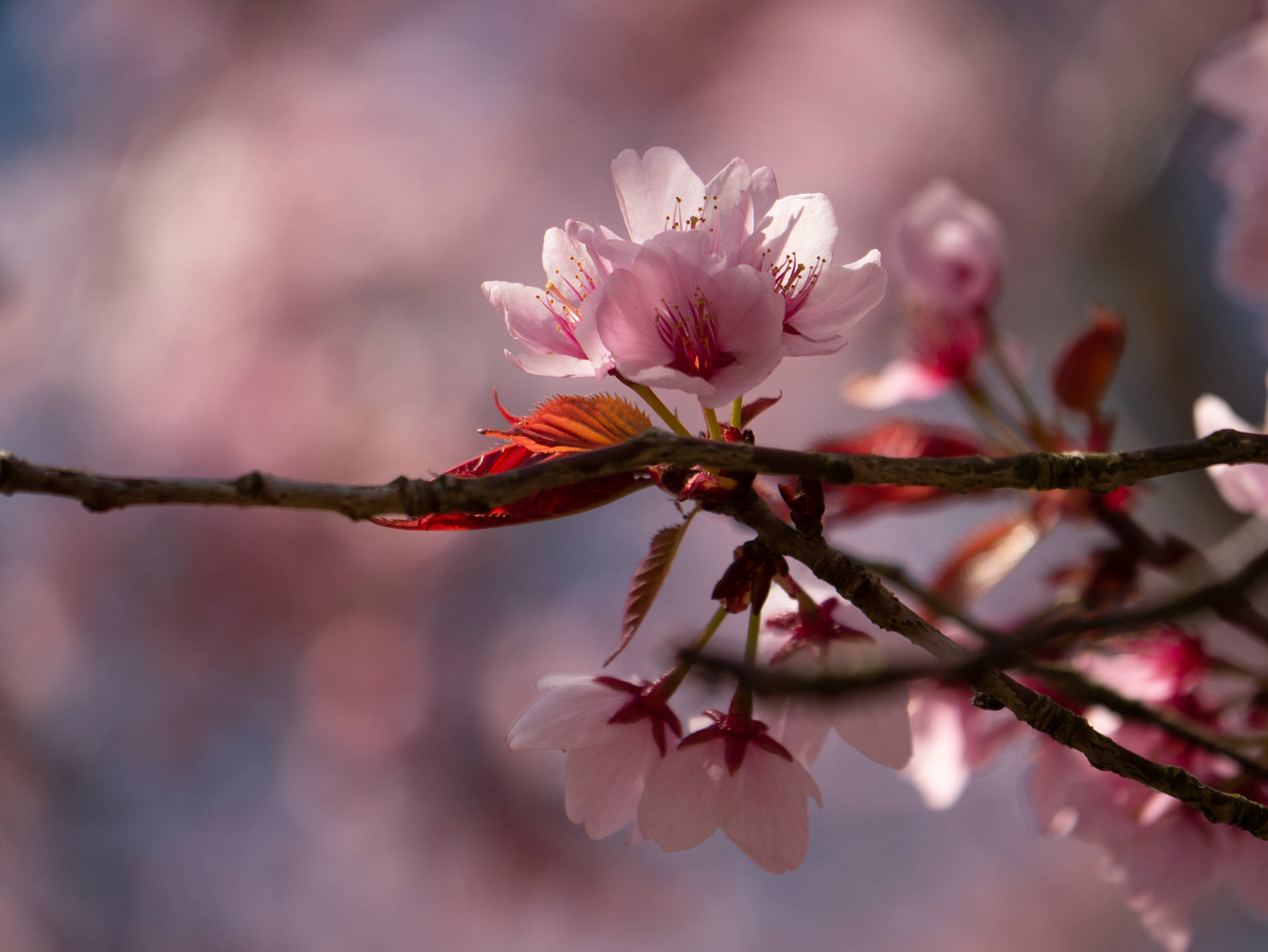 4592X3448 Cherry Blossom Wallpaper and Background