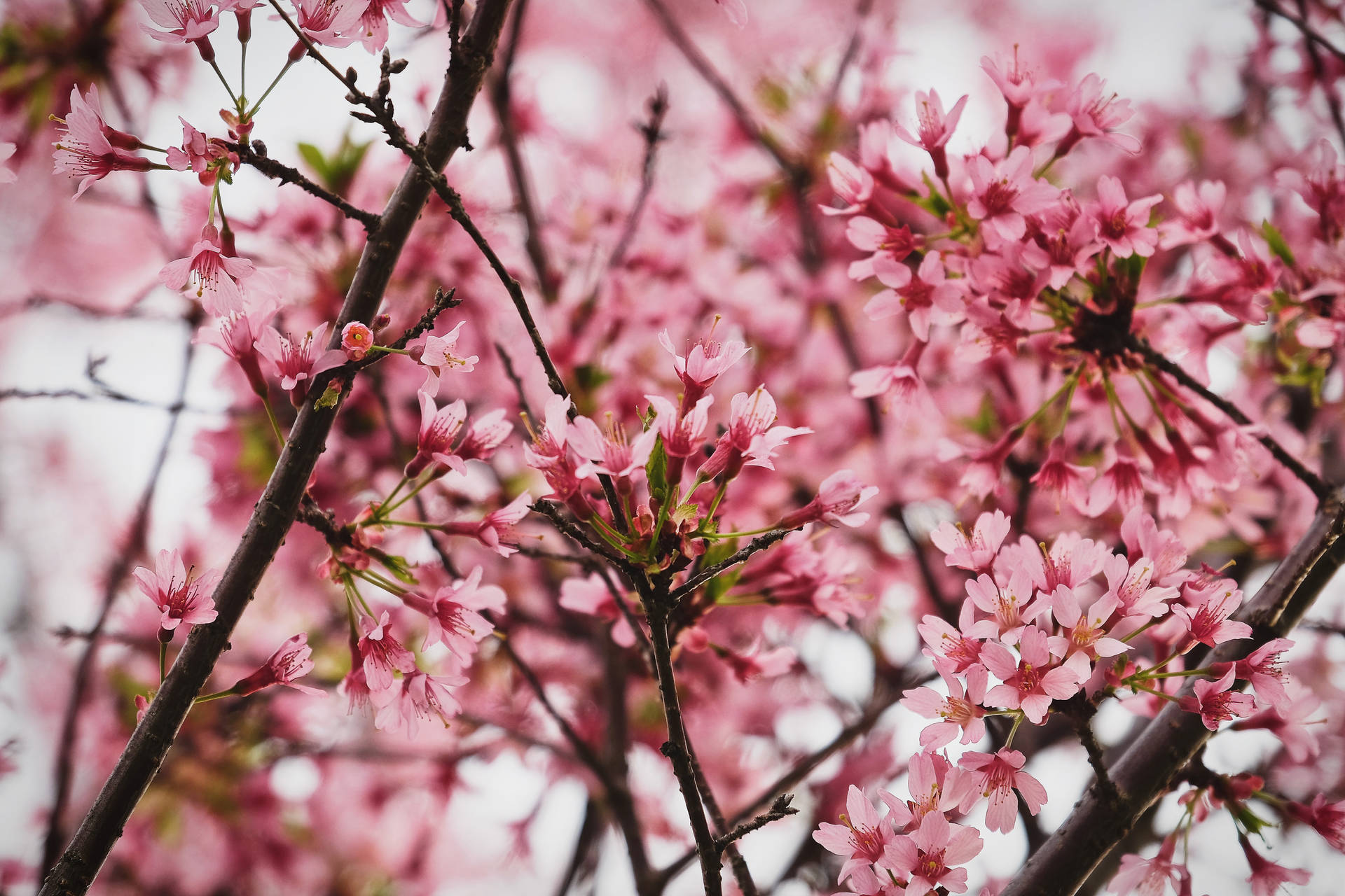 4896X3264 Cherry Blossom Wallpaper and Background