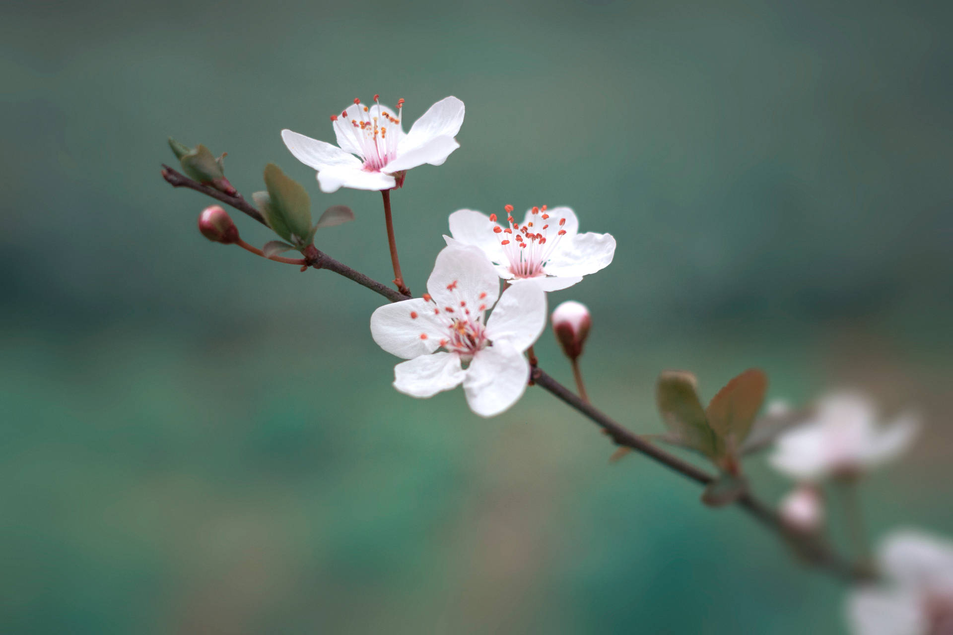 4942X3294 Cherry Blossom Wallpaper and Background