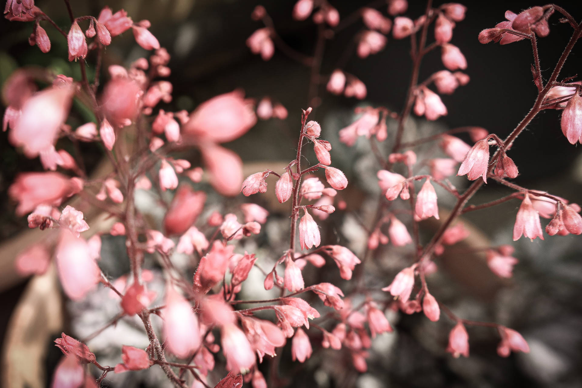 4998X3332 Cherry Blossom Wallpaper and Background