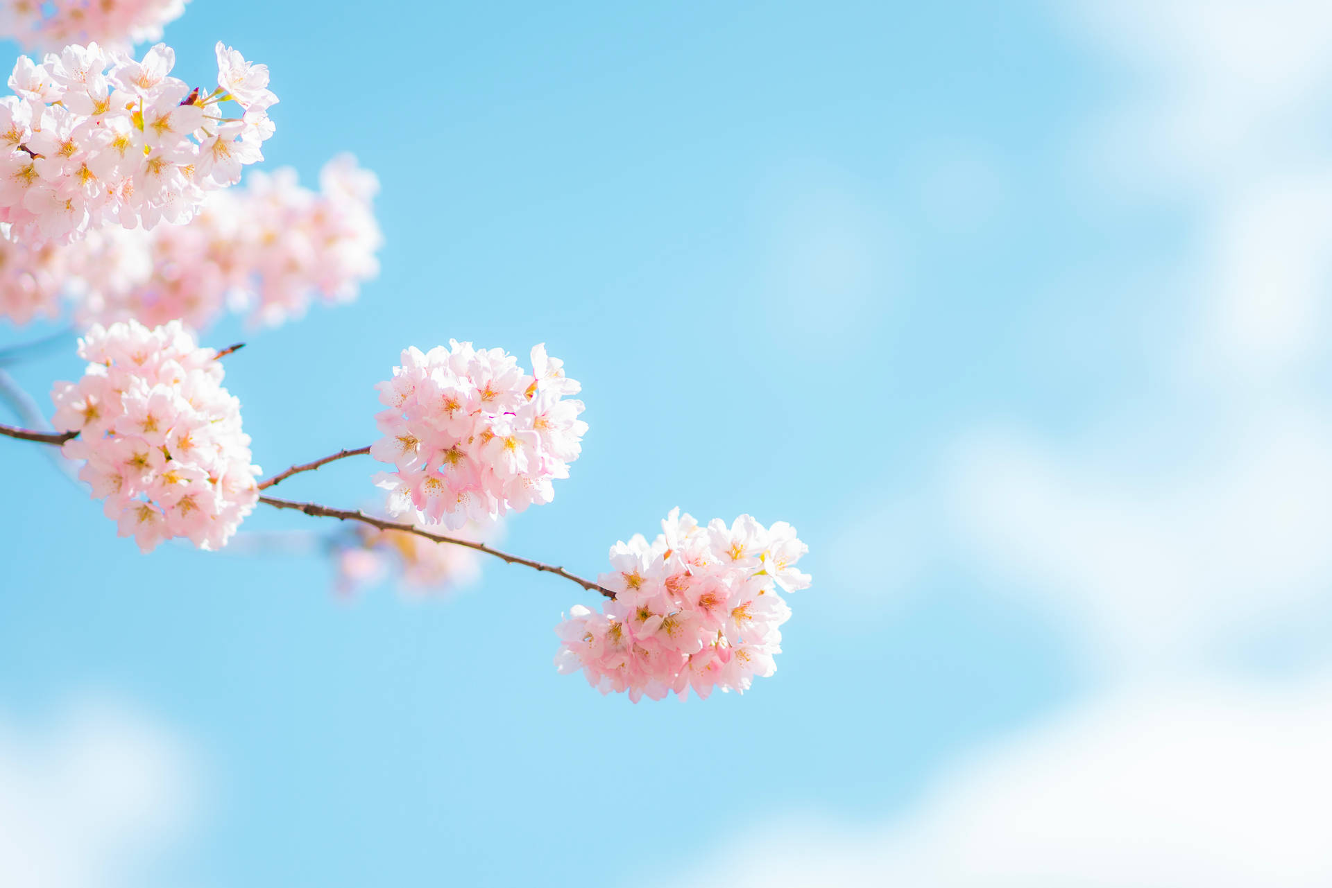 5152X3437 Cherry Blossom Wallpaper and Background