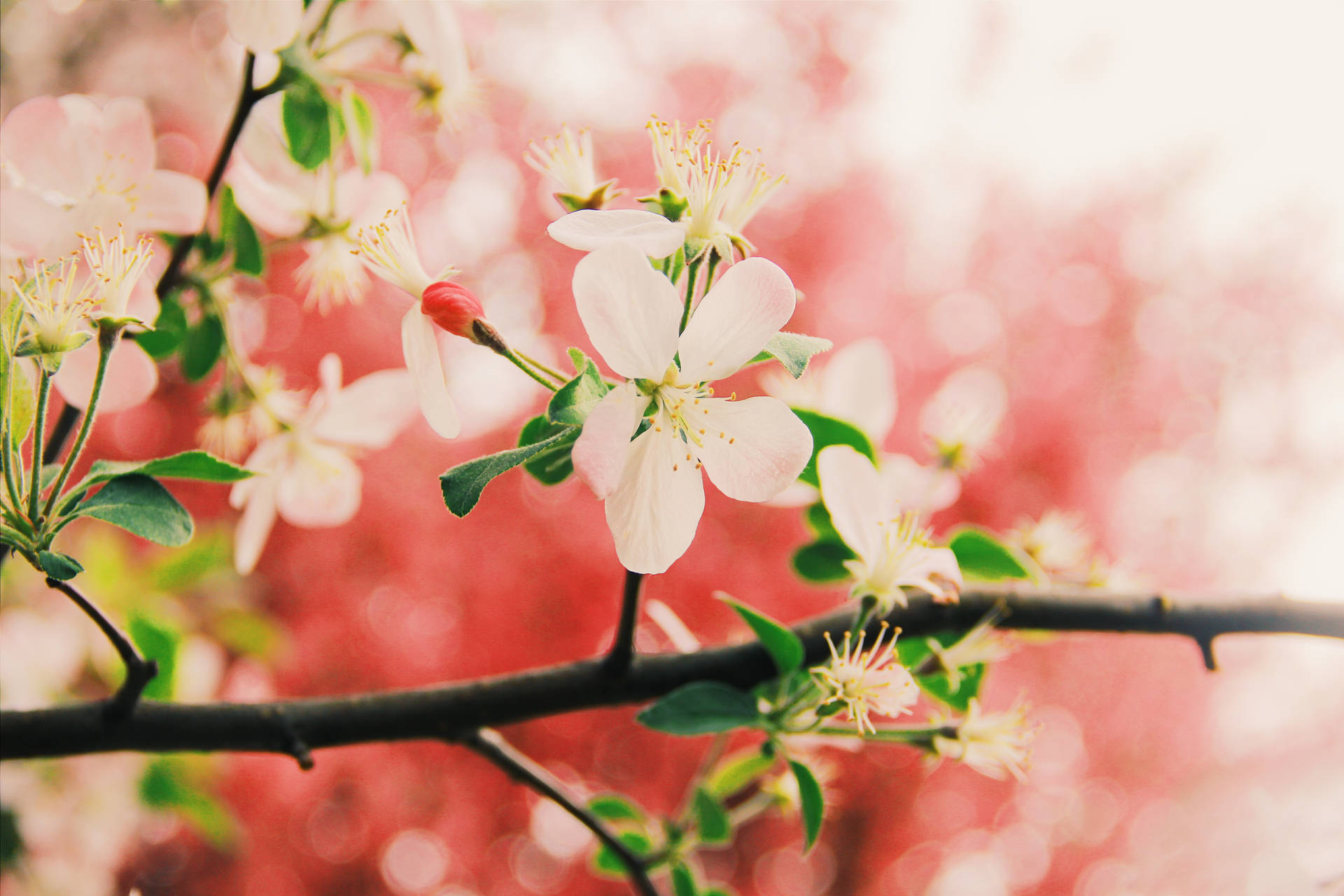 5184X3456 Cherry Blossom Wallpaper and Background