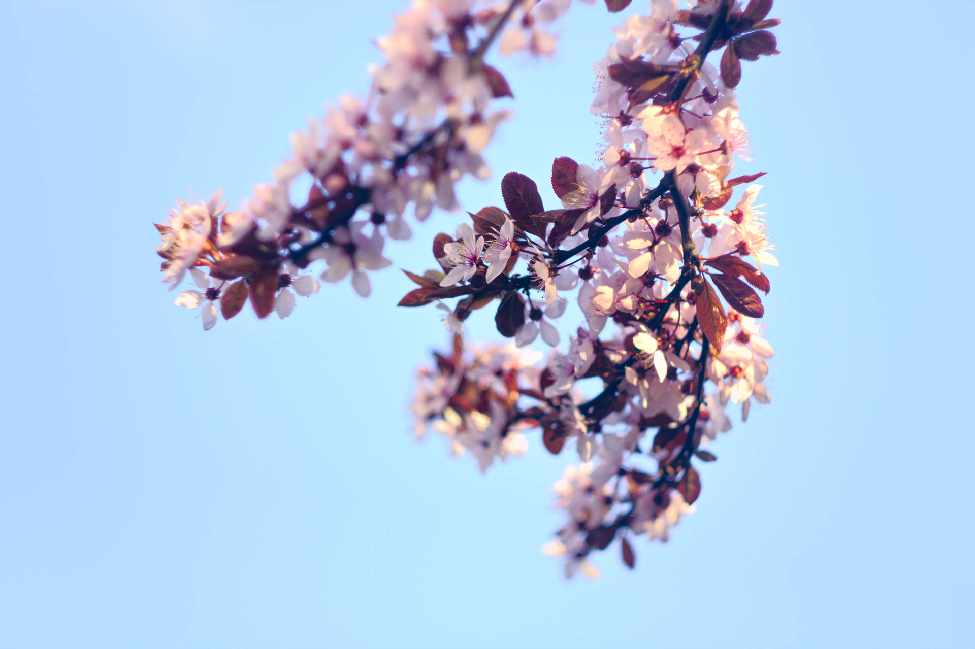 5196X3462 Cherry Blossom Wallpaper and Background