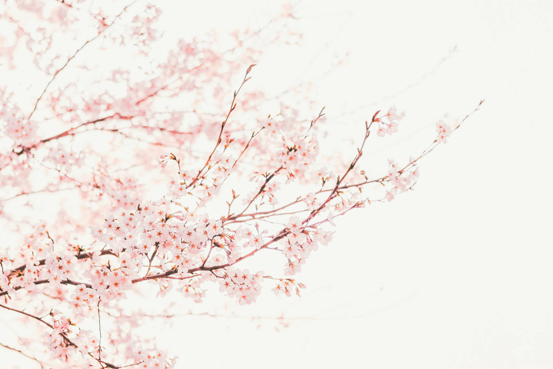 5832X3888 Cherry Blossom Wallpaper and Background