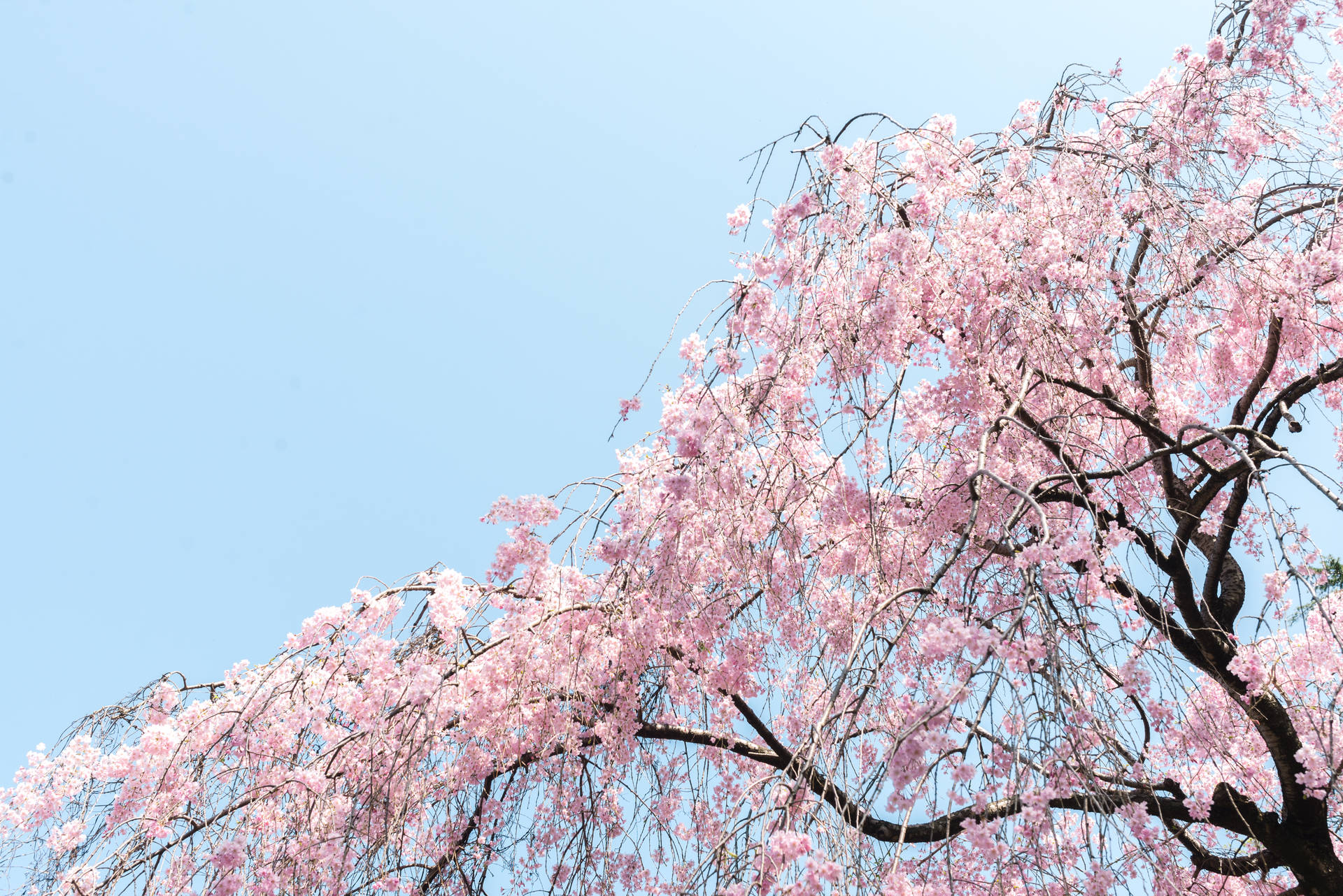 5870X3919 Cherry Blossom Wallpaper and Background