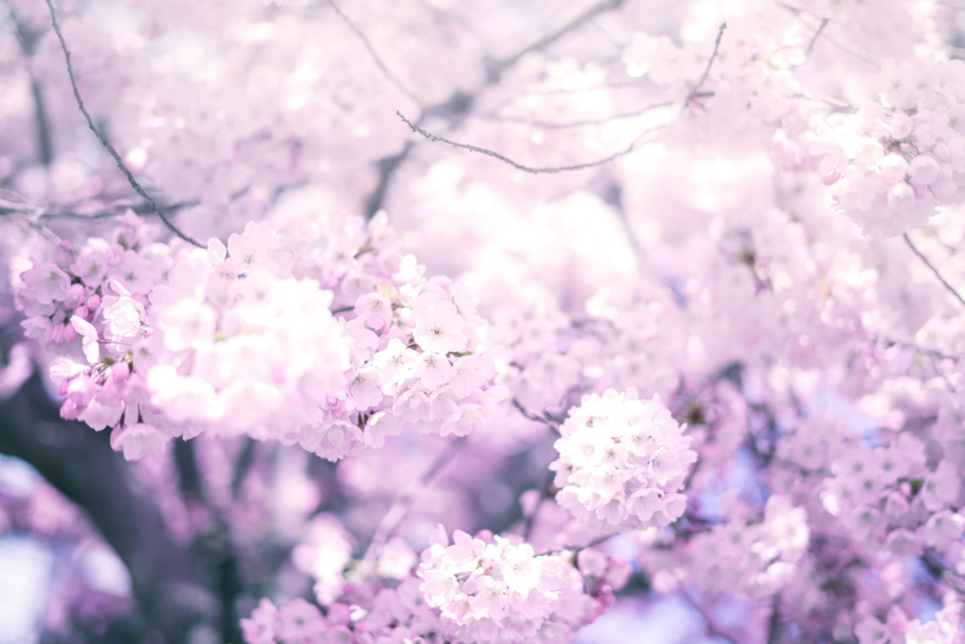 5976X3992 Cherry Blossom Wallpaper and Background