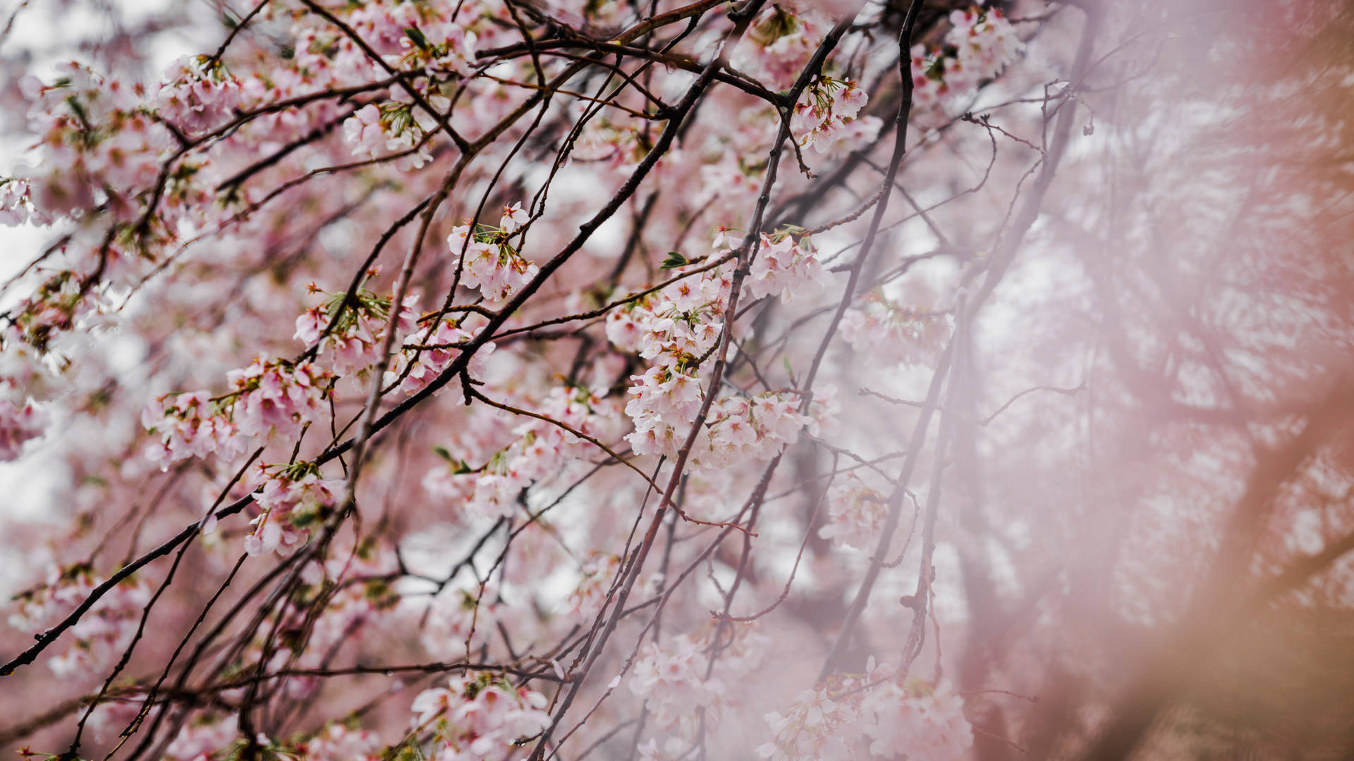 6000X3375 Cherry Blossom Wallpaper and Background