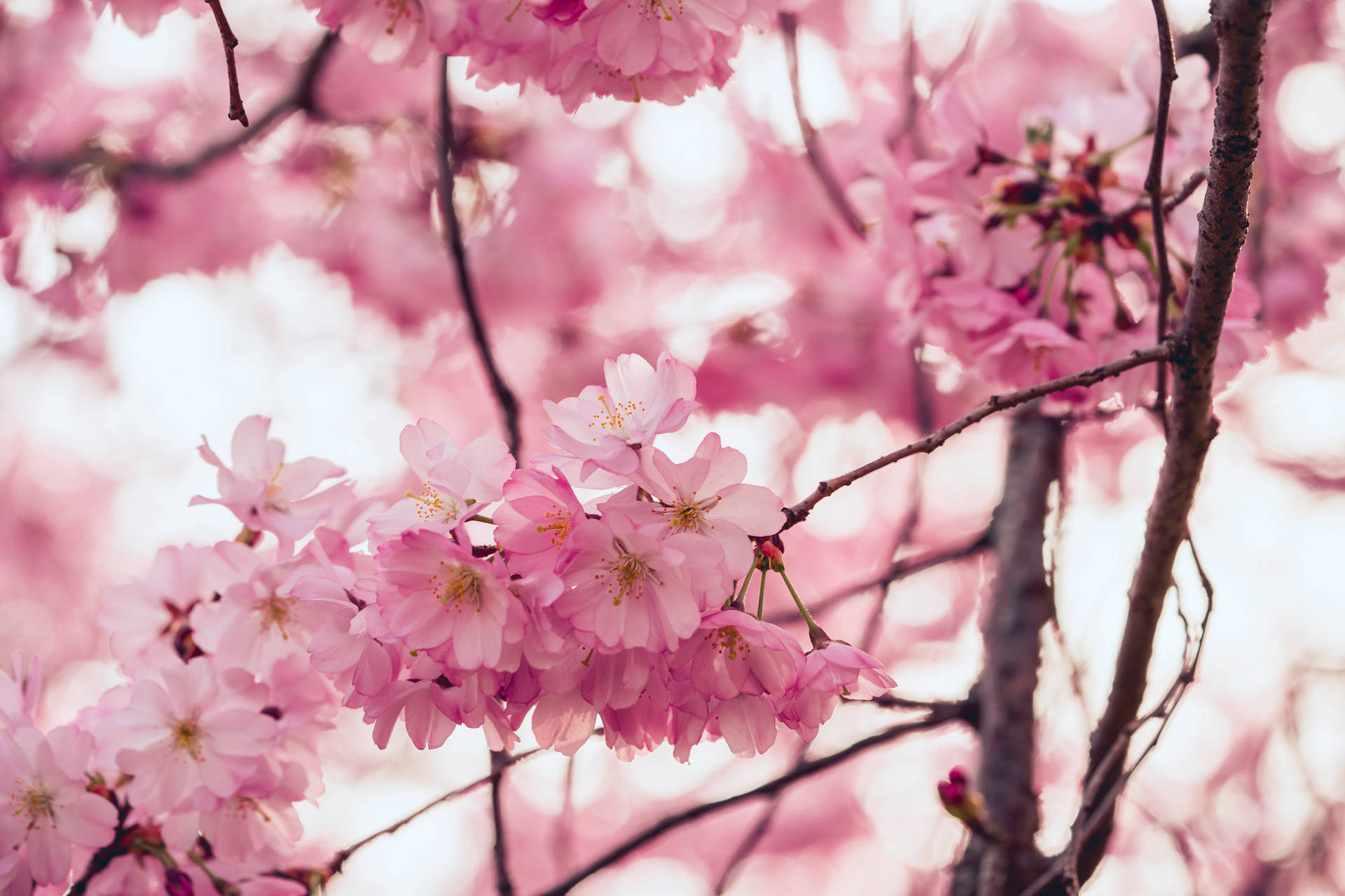 6000X4000 Cherry Blossom Wallpaper and Background