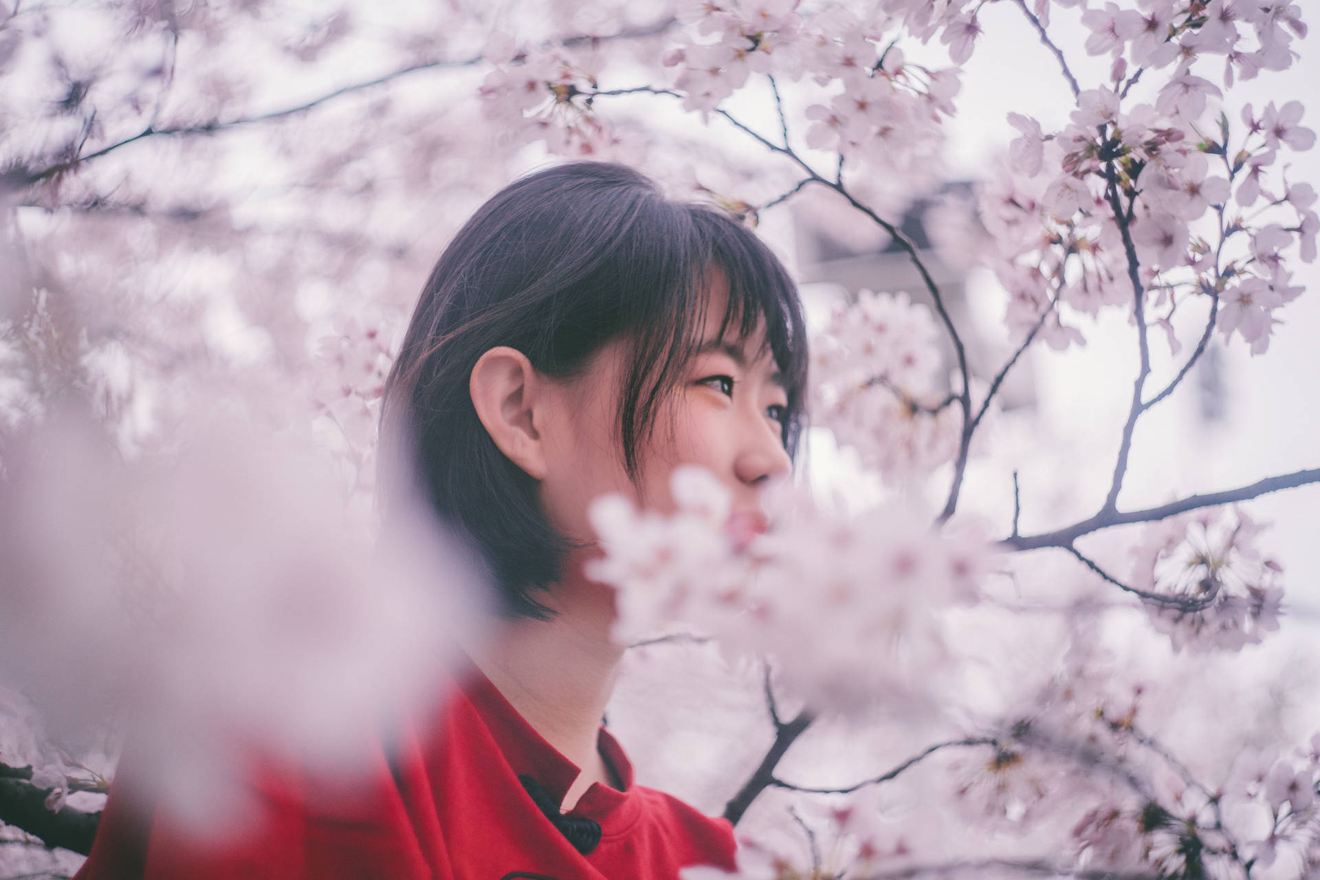 6000X4000 Cherry Blossom Wallpaper and Background