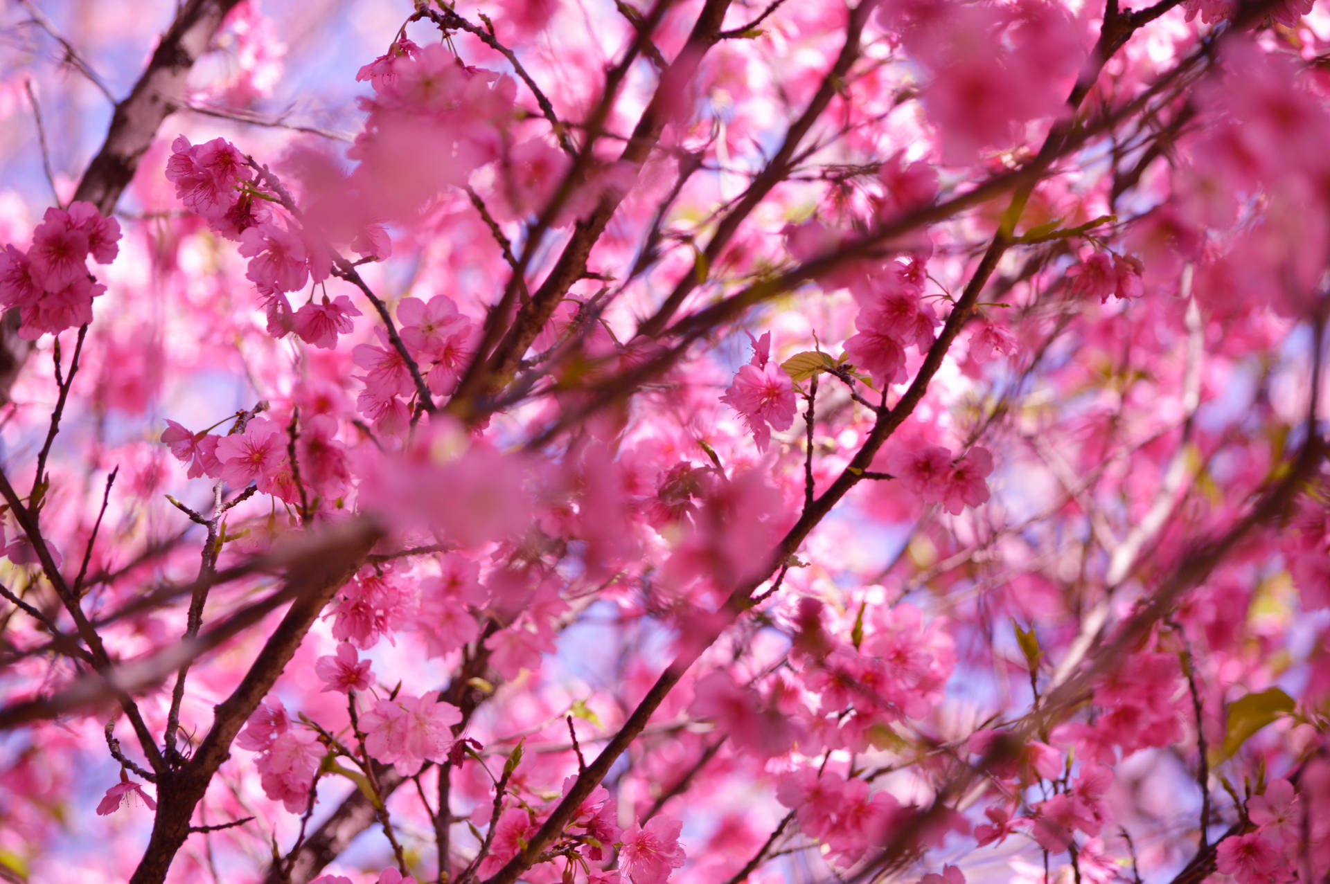 6016X4000 Cherry Blossom Wallpaper and Background