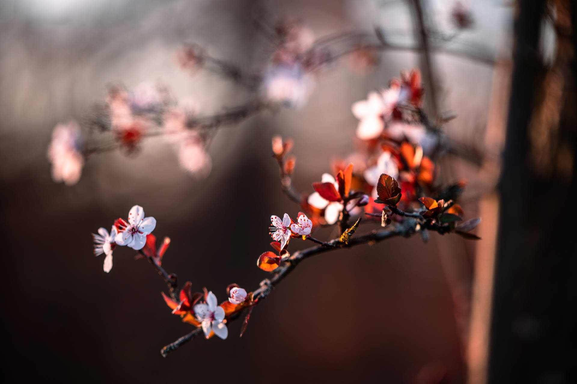 6048X4024 Cherry Blossom Wallpaper and Background