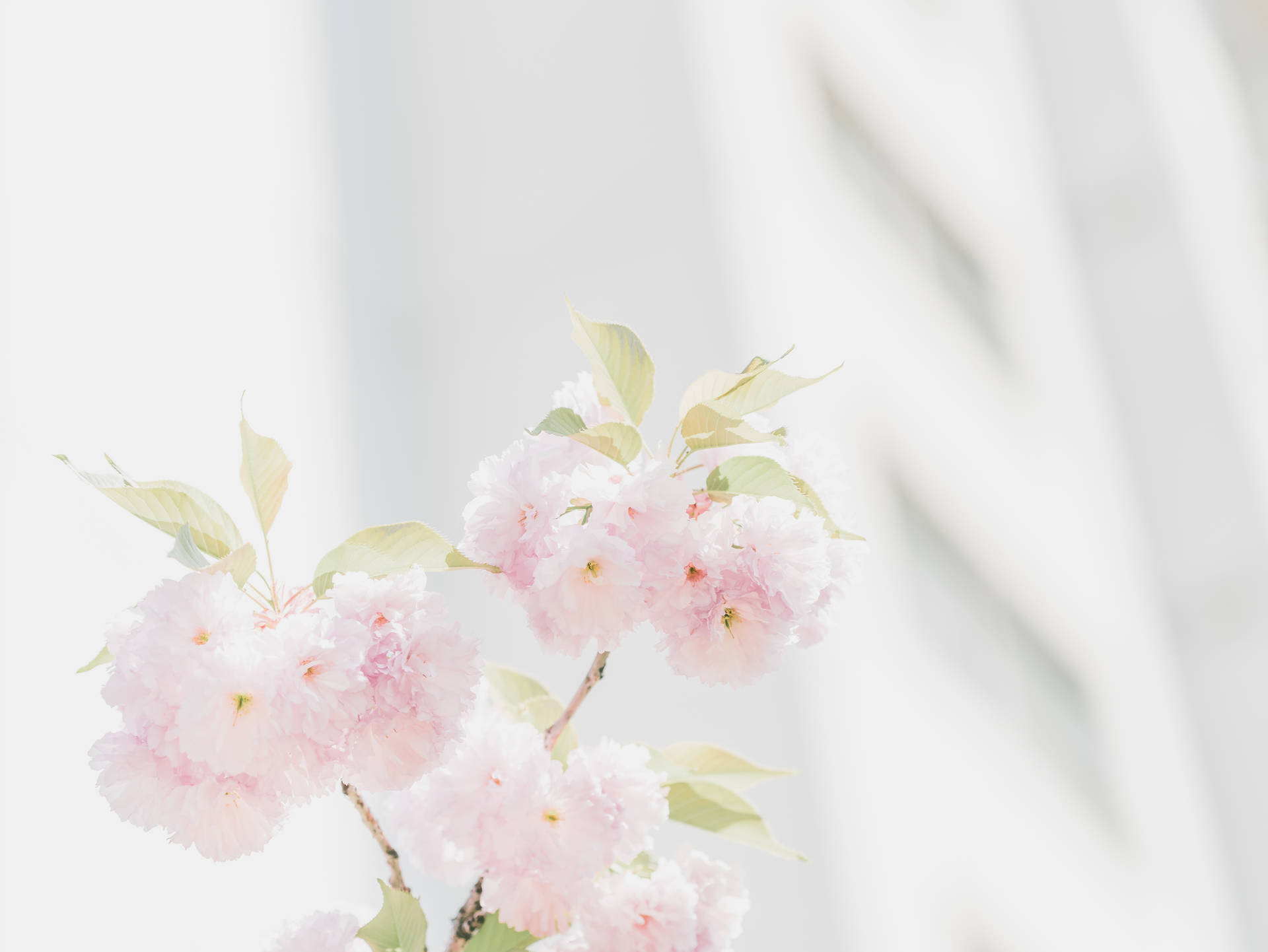 7061X5304 Cherry Blossom Wallpaper and Background