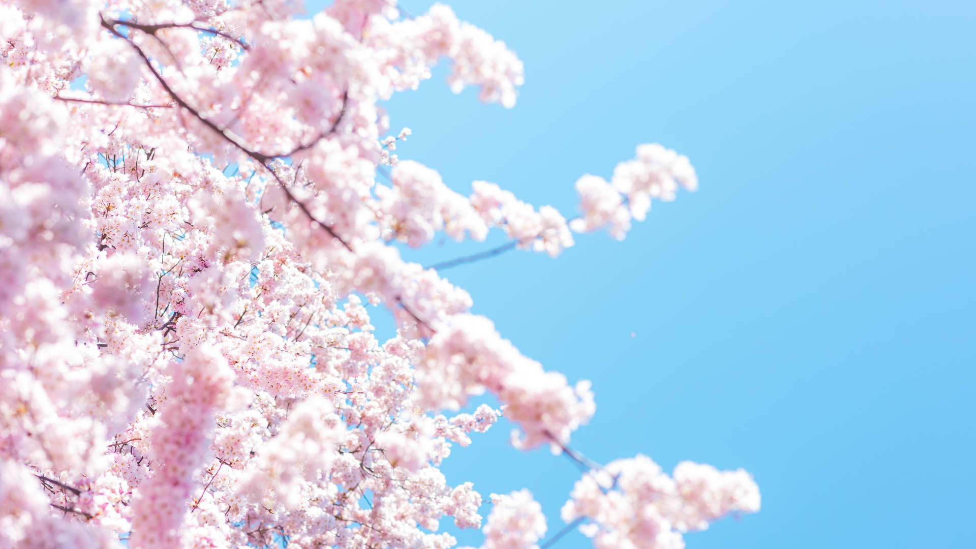 7360X4140 Cherry Blossom Wallpaper and Background