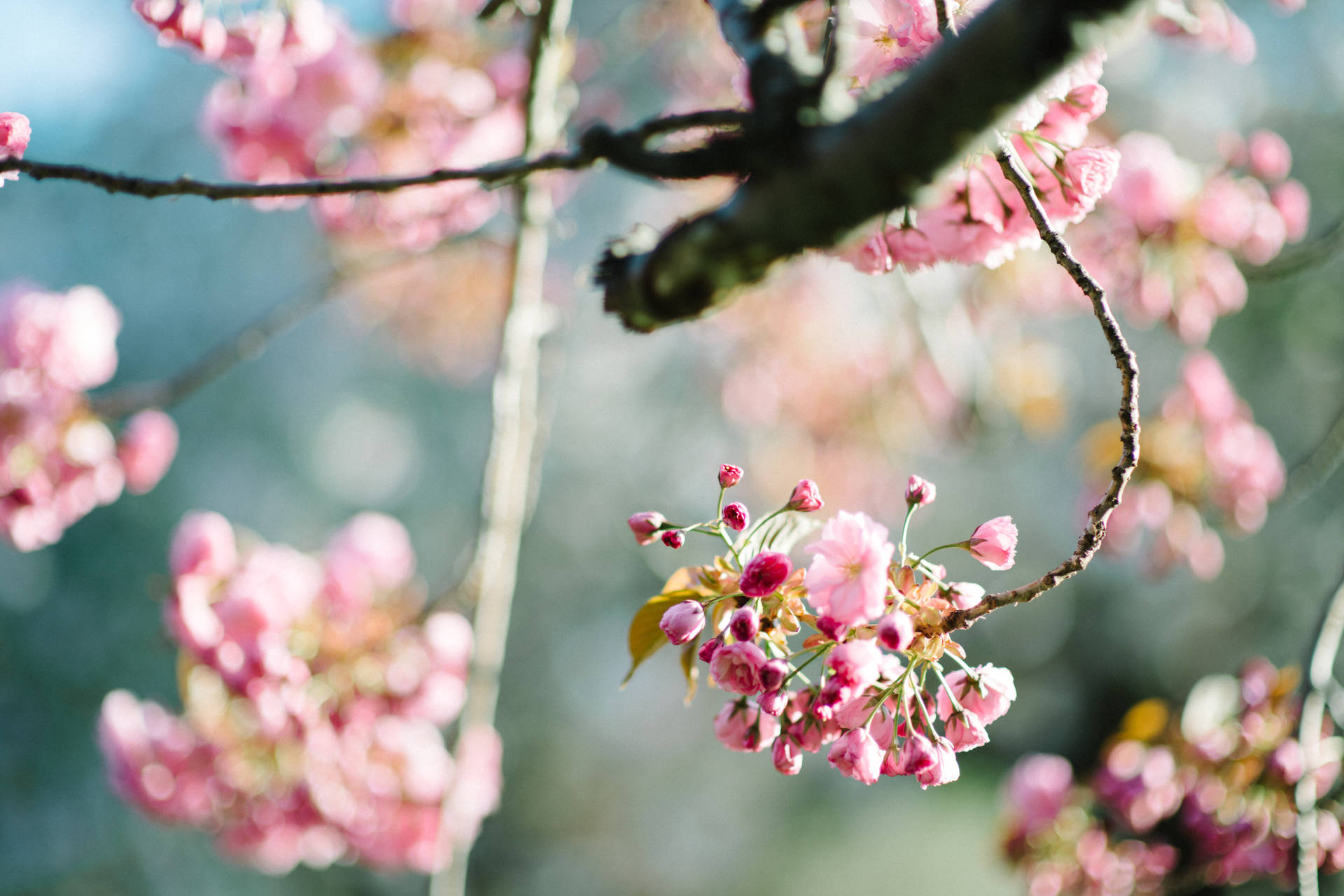 7360X4912 Cherry Blossom Wallpaper and Background