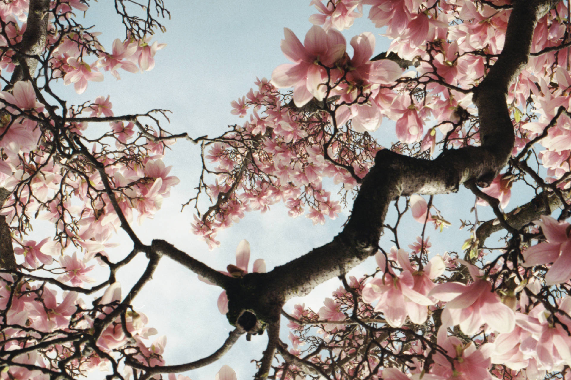 8750X5833 Cherry Blossom Wallpaper and Background