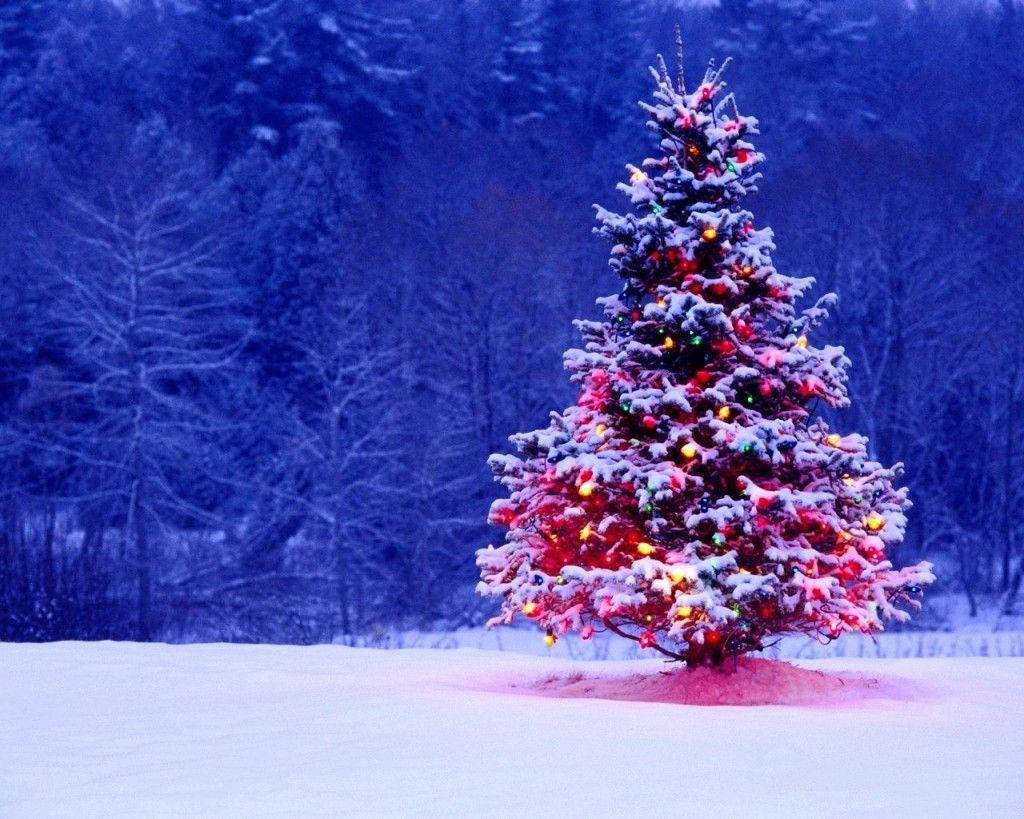 1024X819 Christmas Tree Wallpaper and Background