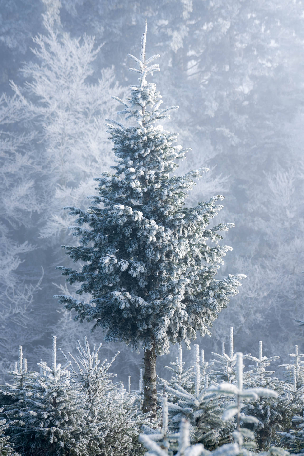 4671X7003 Christmas Tree Wallpaper and Background