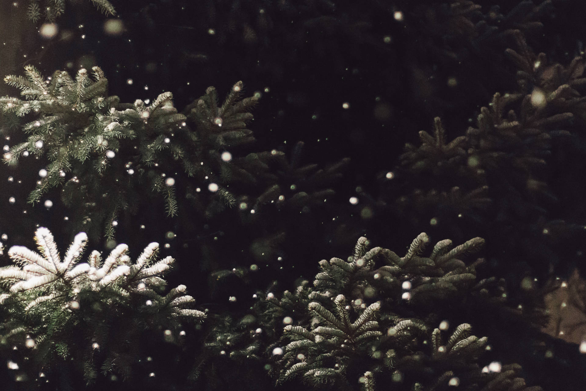 5015X3344 Christmas Tree Wallpaper and Background
