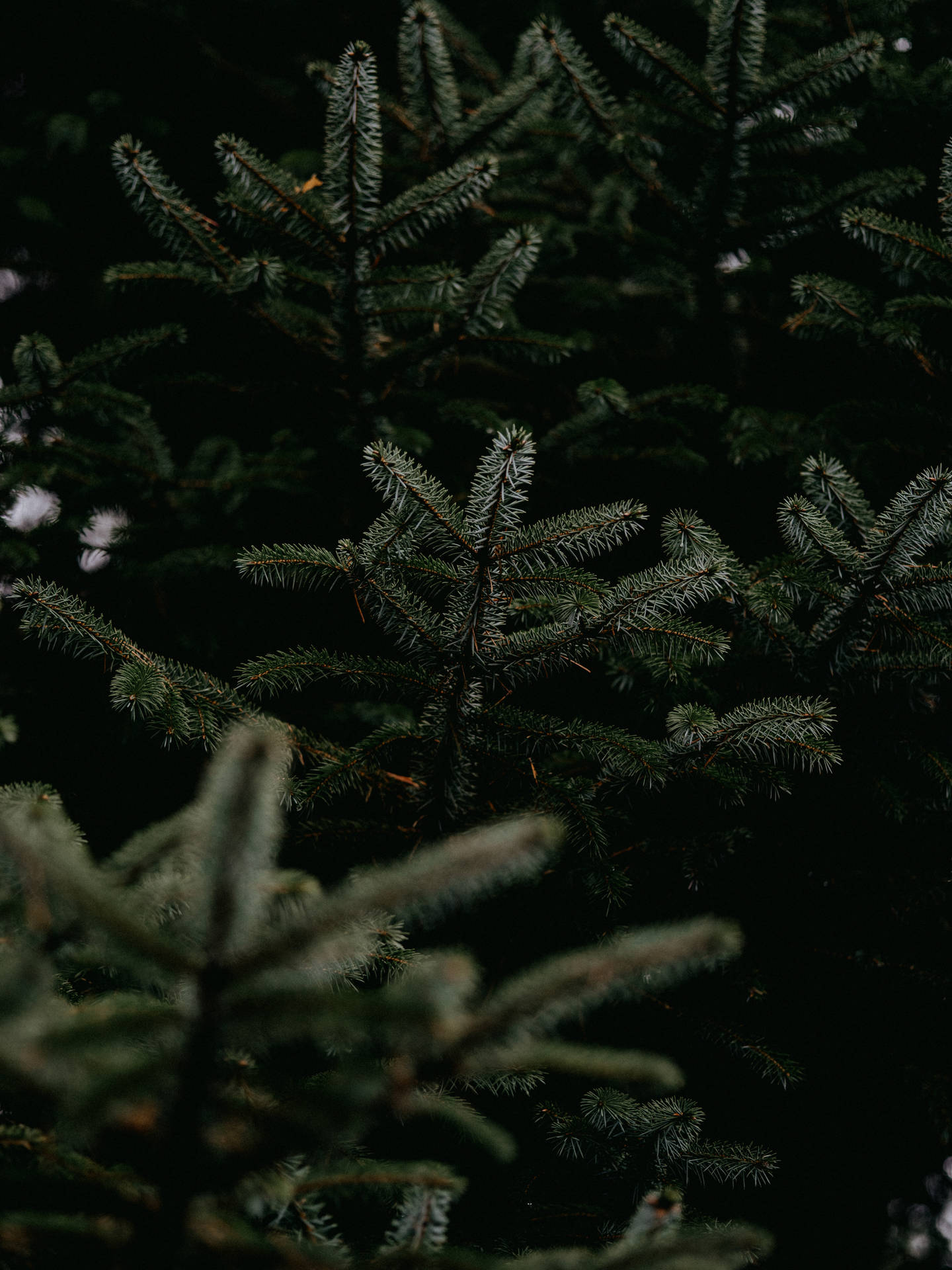 6192X8256 Christmas Tree Wallpaper and Background