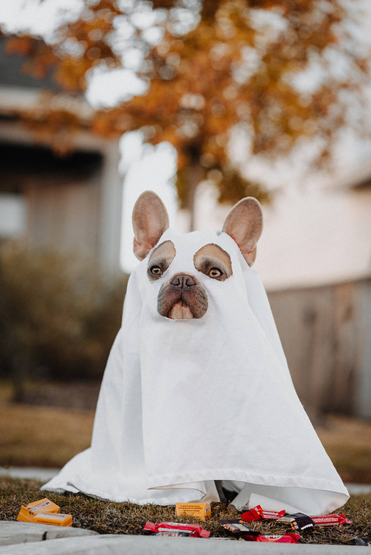 2832X4240 Cute Halloween Wallpaper and Background