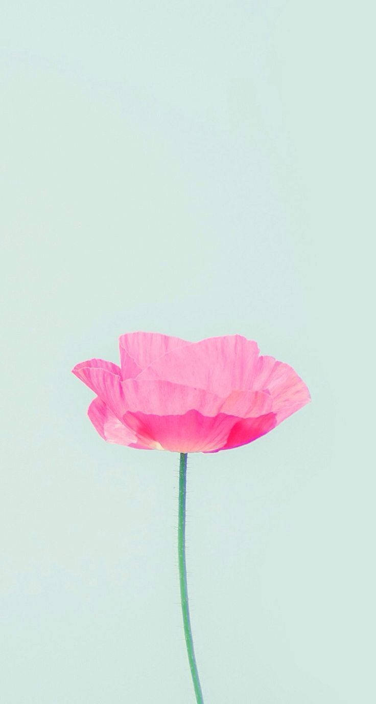 736X1376 Cute Iphone Wallpaper and Background