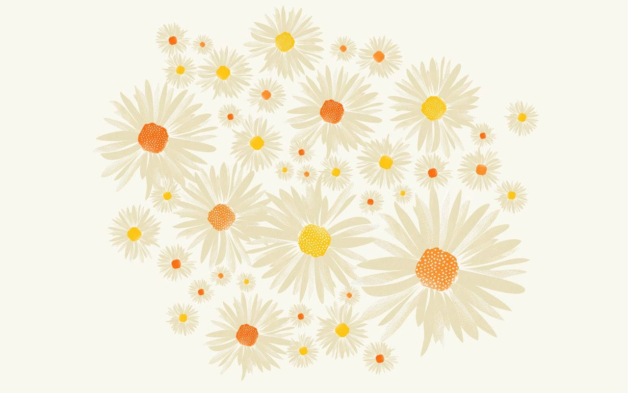 1280X801 Daisy Wallpaper and Background