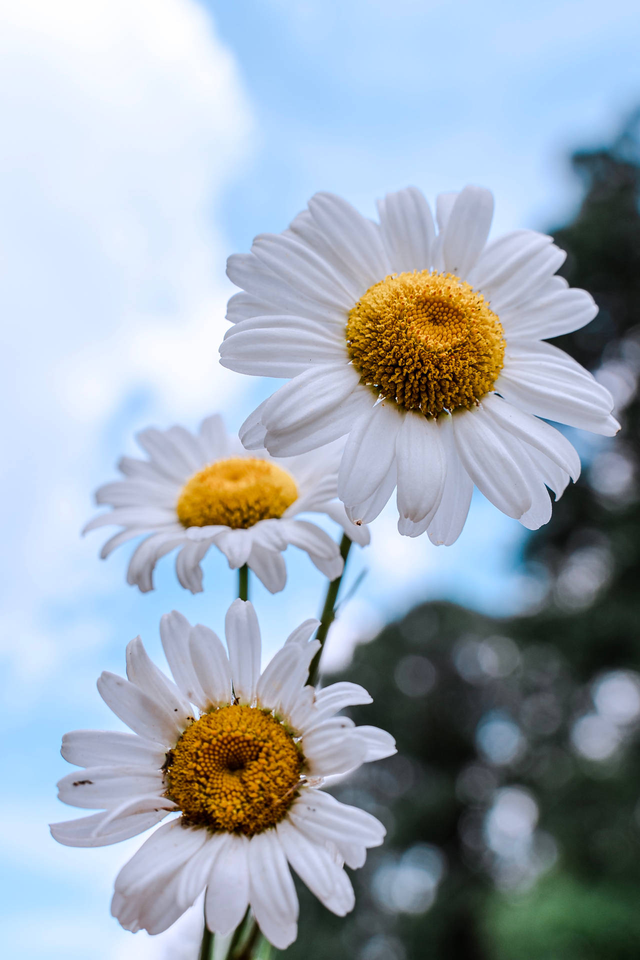2540X3811 Daisy Wallpaper and Background