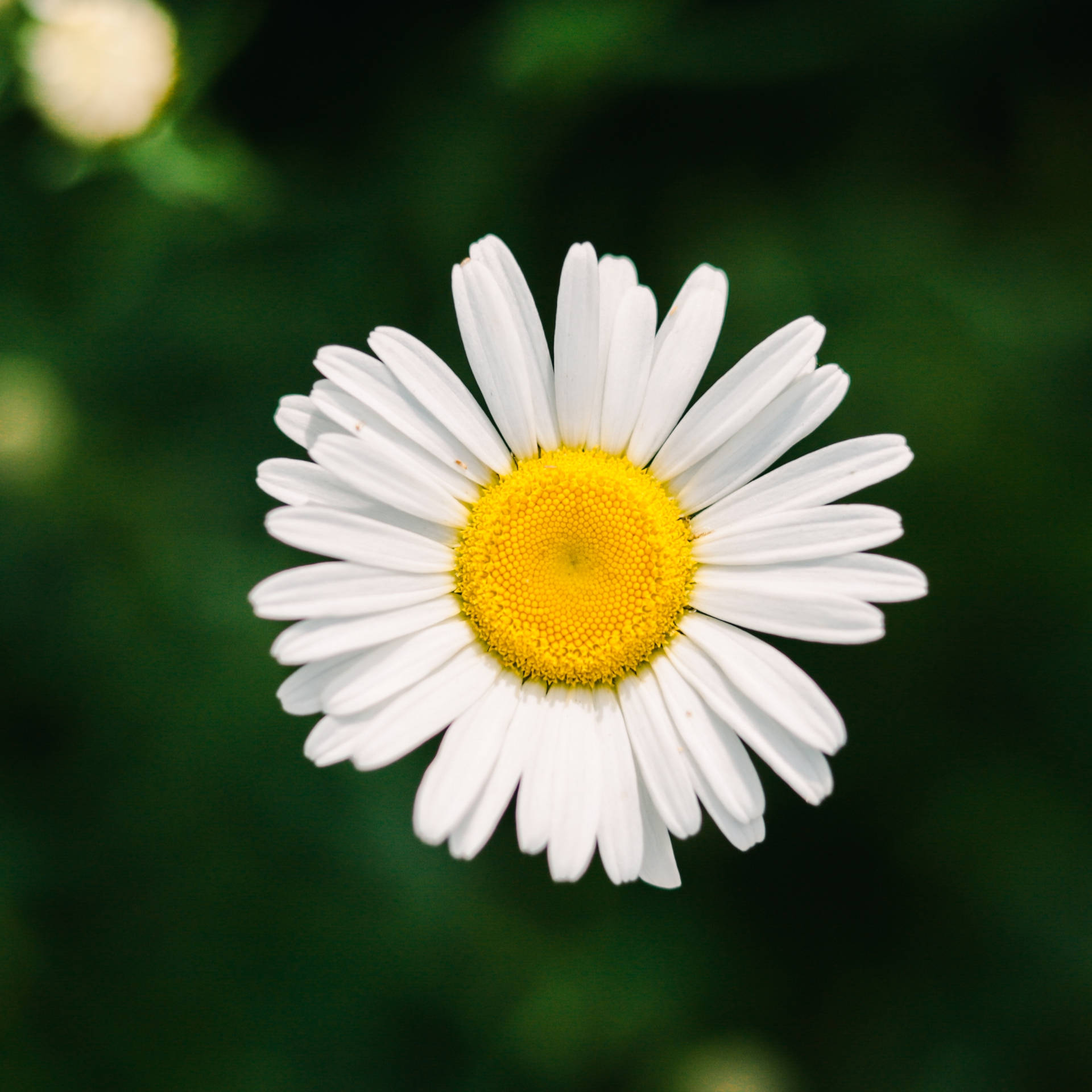 2774X2774 Daisy Wallpaper and Background