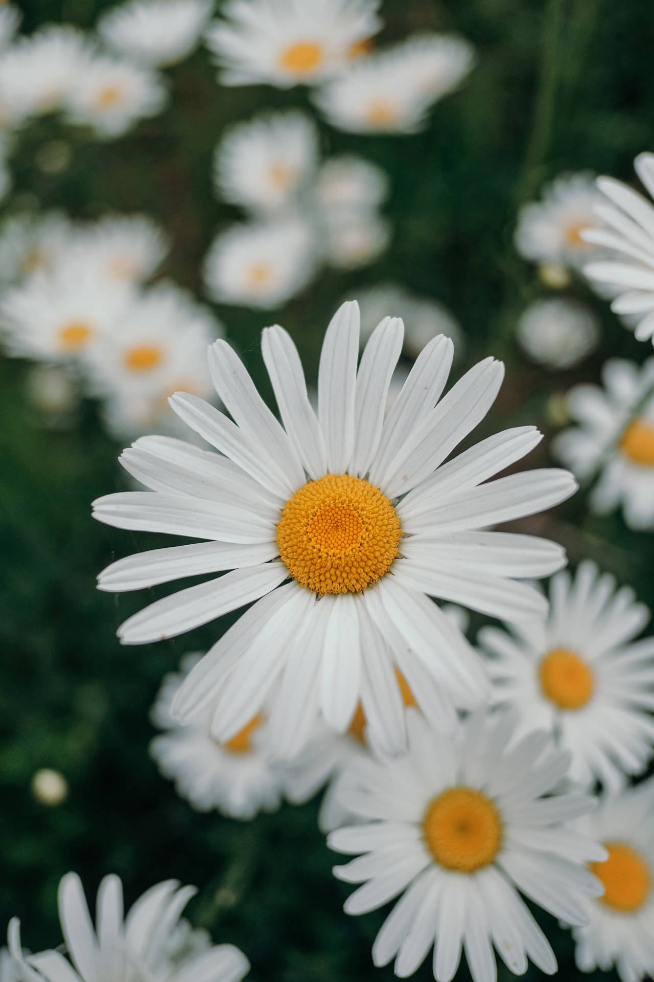 2867X4300 Daisy Wallpaper and Background