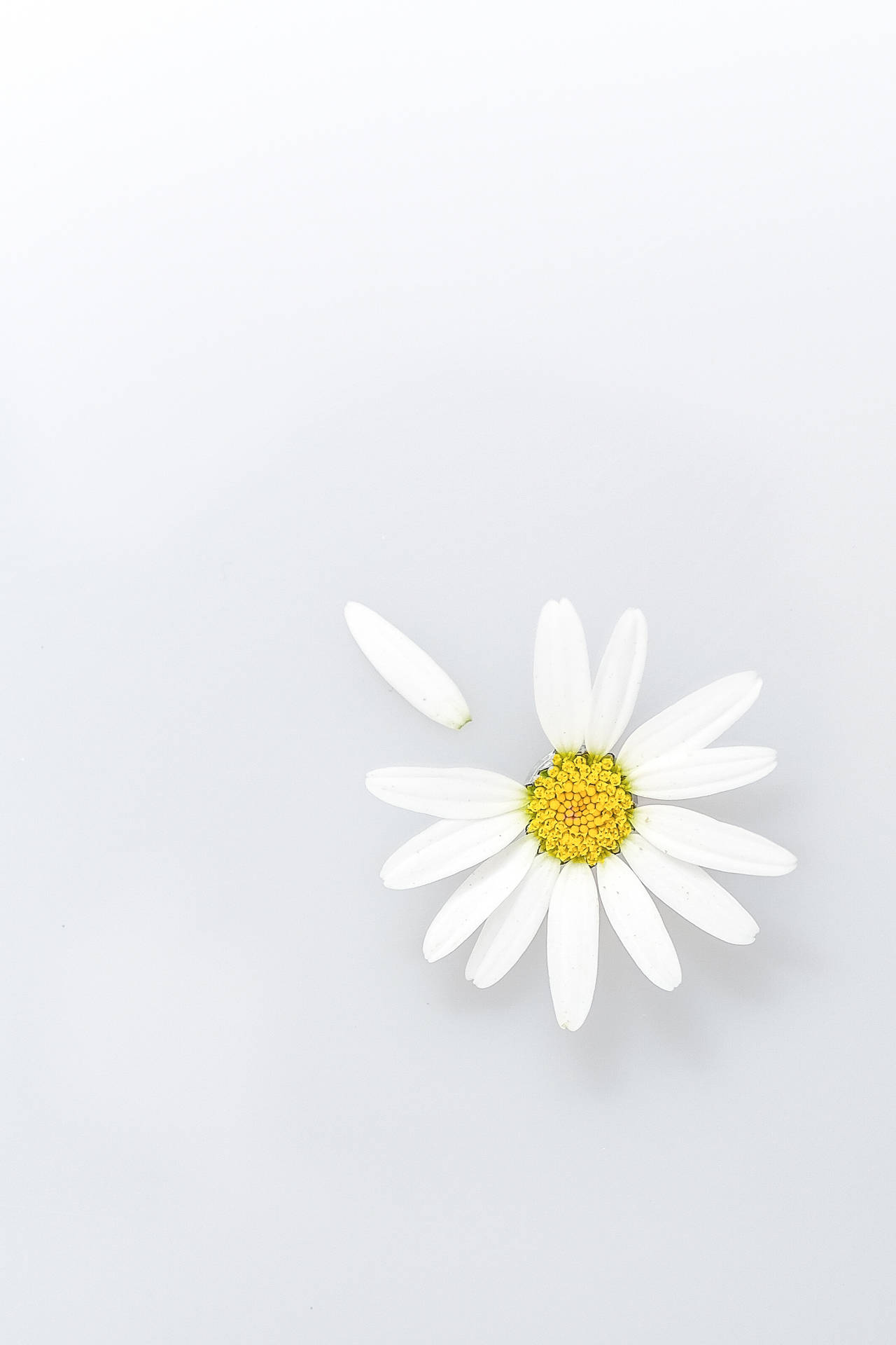 3000X4499 Daisy Wallpaper and Background